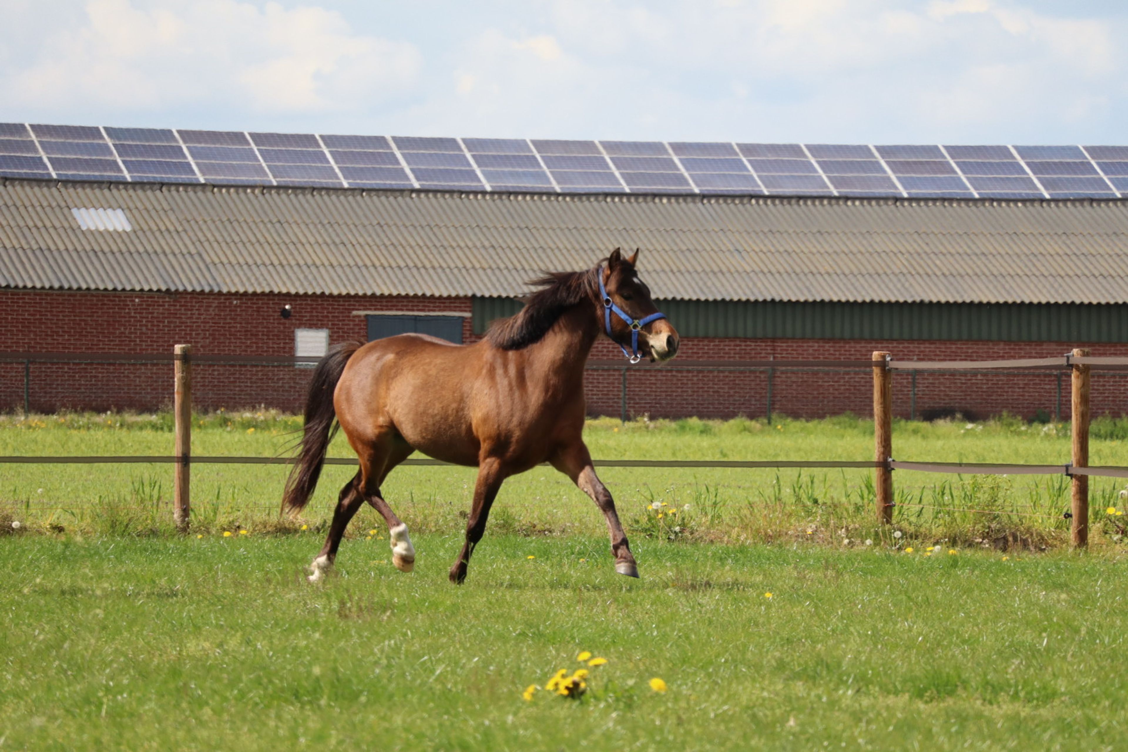 Only van't Honderslo(+Kantjes Ronaldo) ☆☆ (NIEUWMOEDS MR DARCY x ORCHARD RED PRINCE) - Image 11
