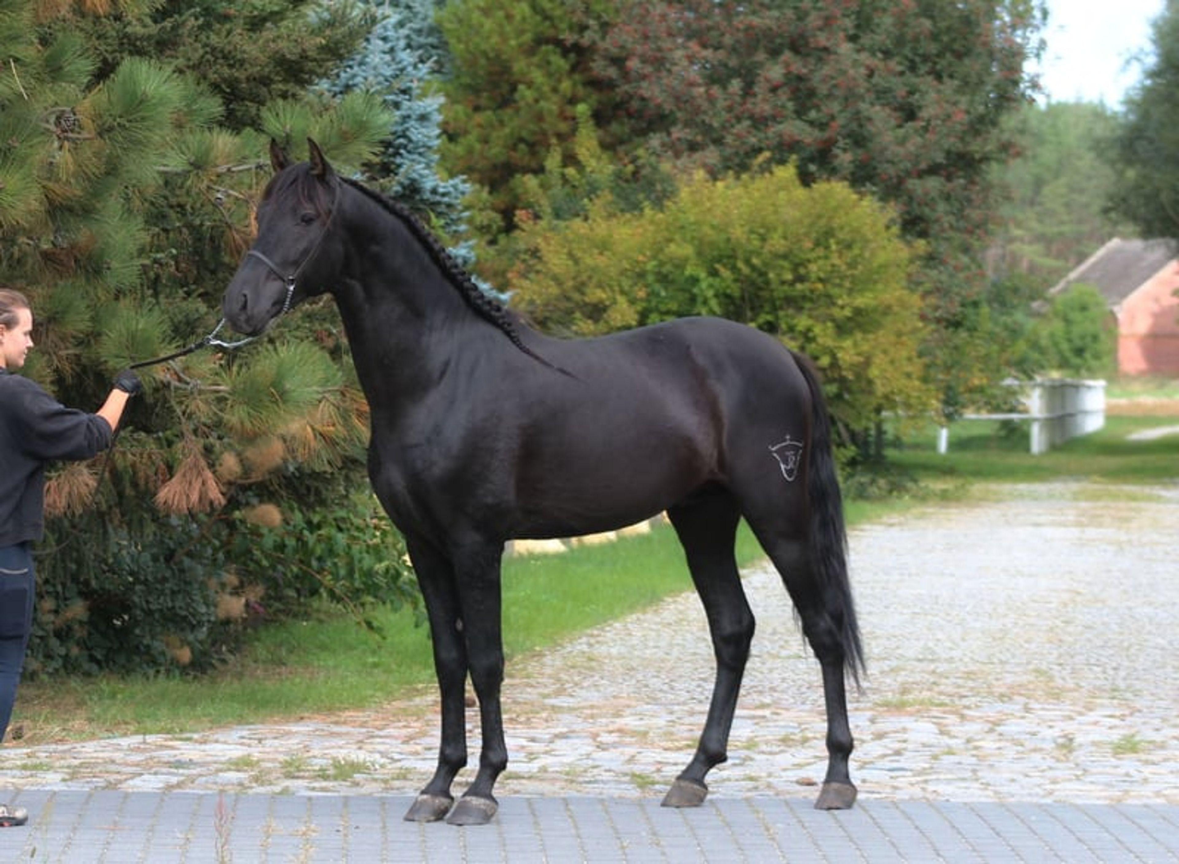 Incredible black PRE stallion with the sweetest temperament - Image 1