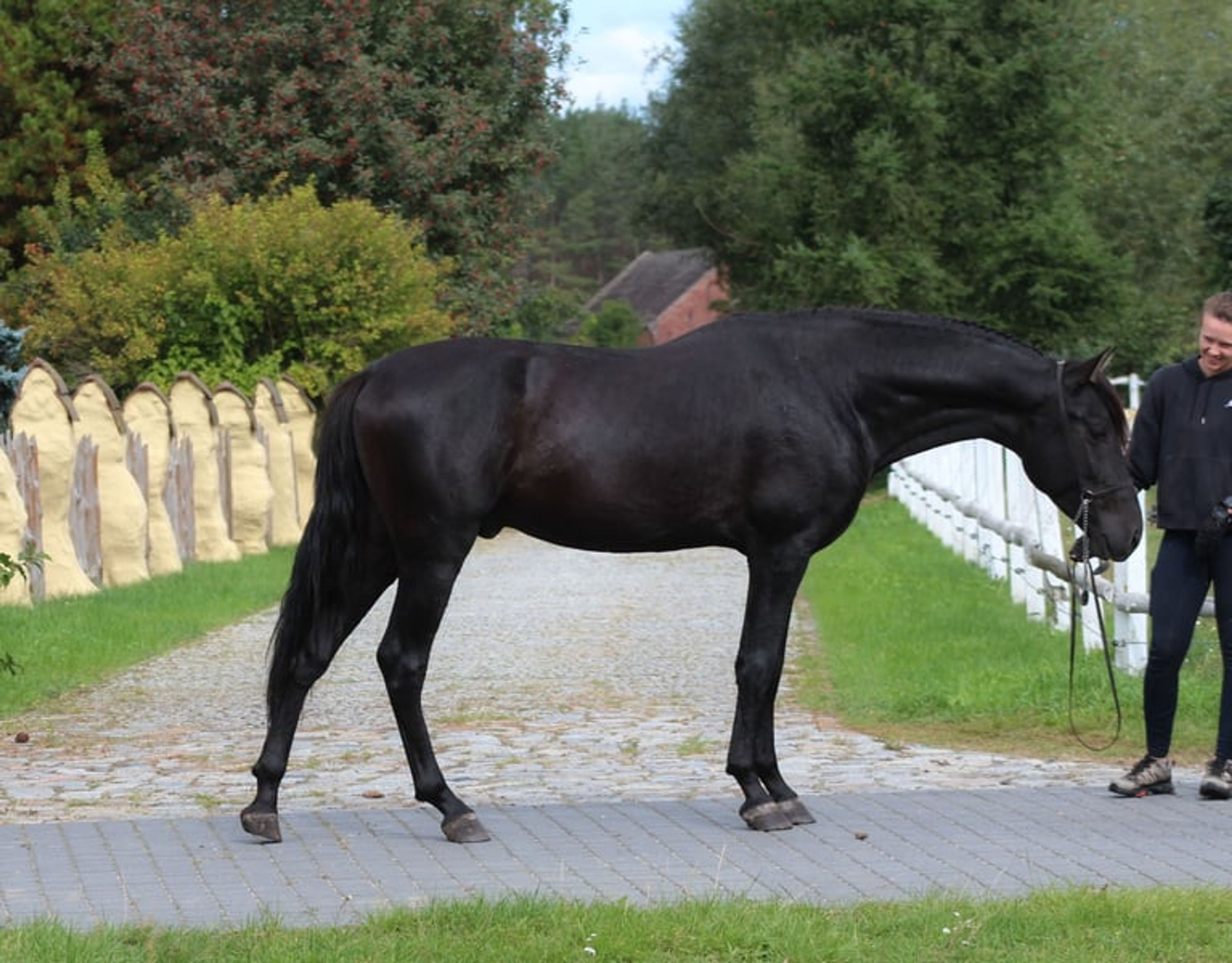 Incredible black PRE stallion with the sweetest temperament - Image 2