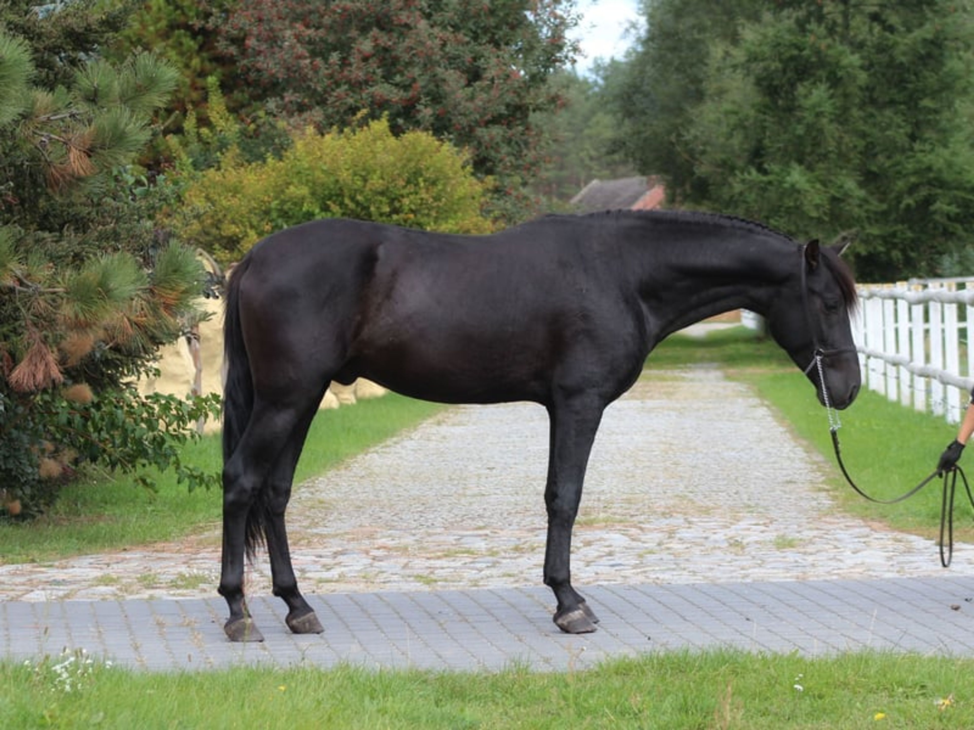 Incredible black PRE stallion with the sweetest temperament - Image 3