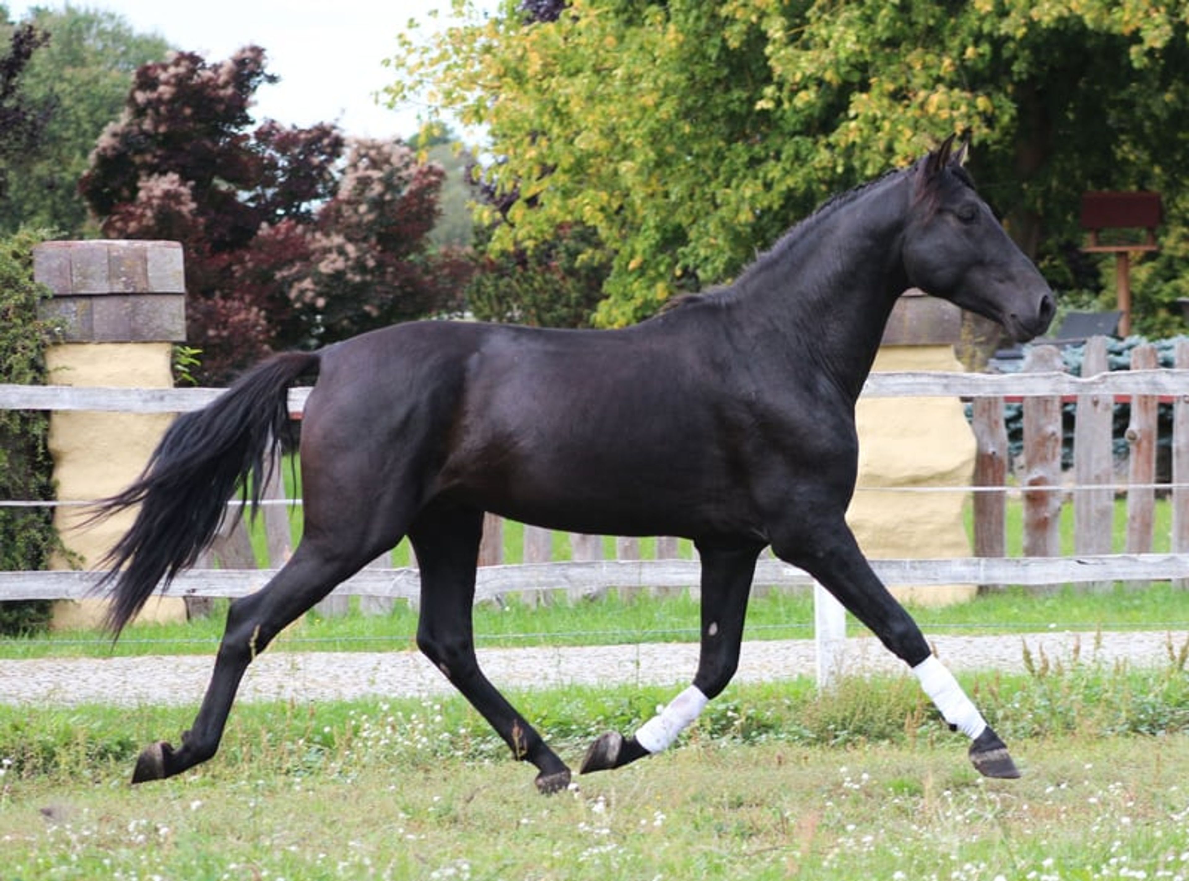 Incredible black PRE stallion with the sweetest temperament - Image 4