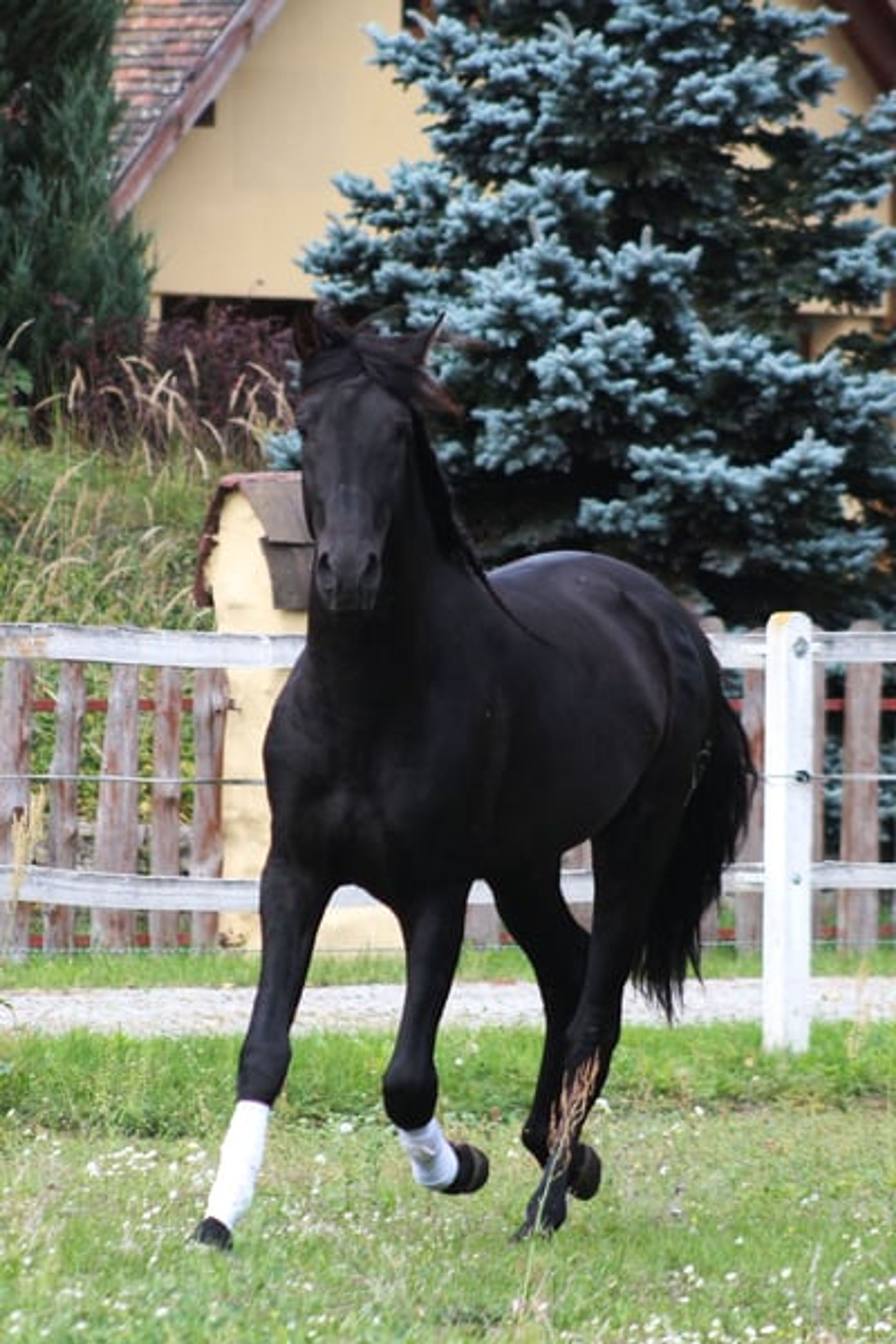 Incredible black PRE stallion with the sweetest temperament - Image 5