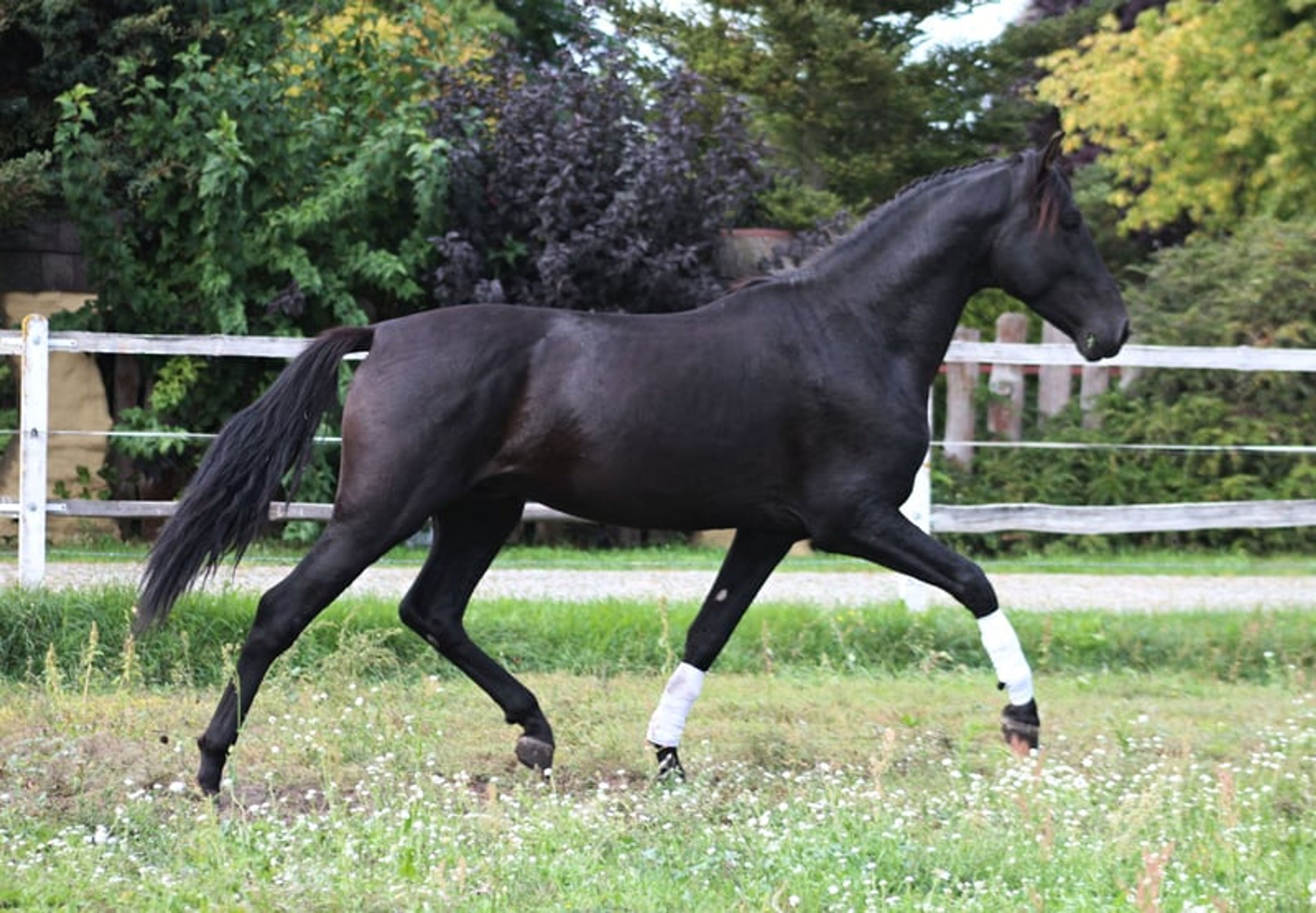 Incredible black PRE stallion with the sweetest temperament - Image 6