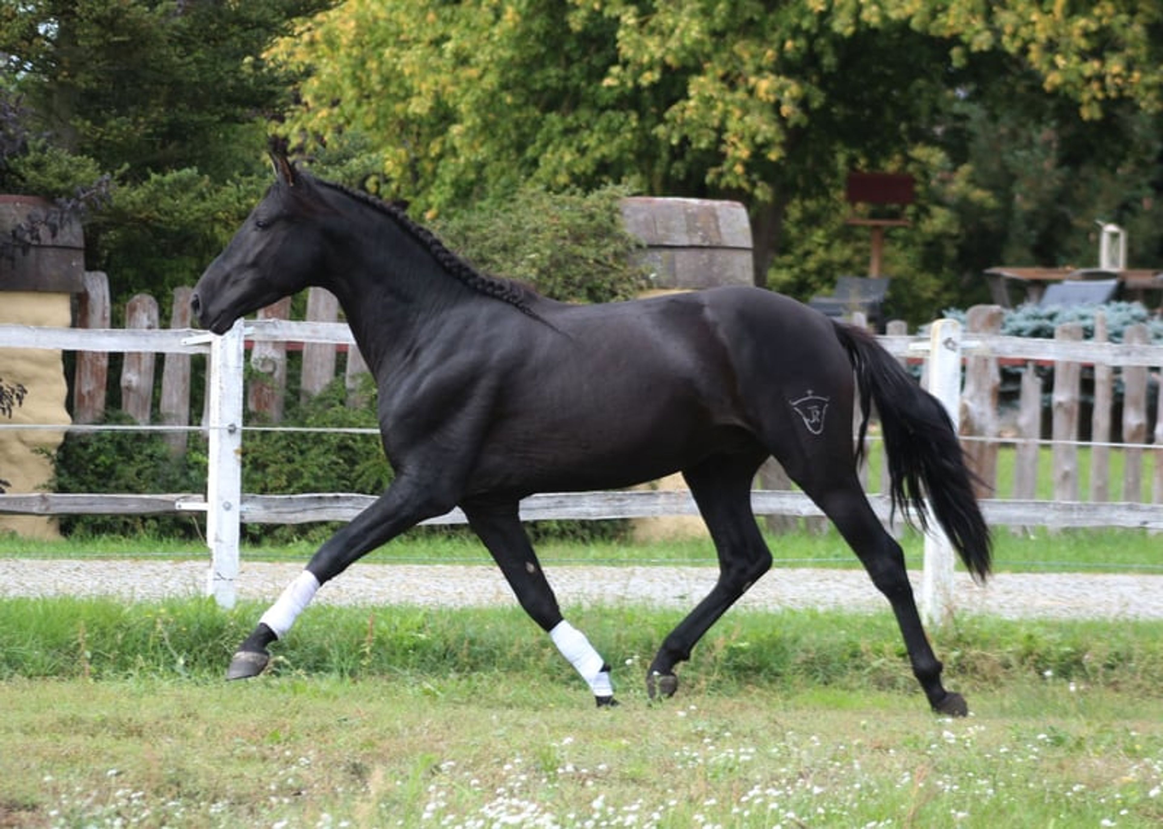 Incredible black PRE stallion with the sweetest temperament - Image 7