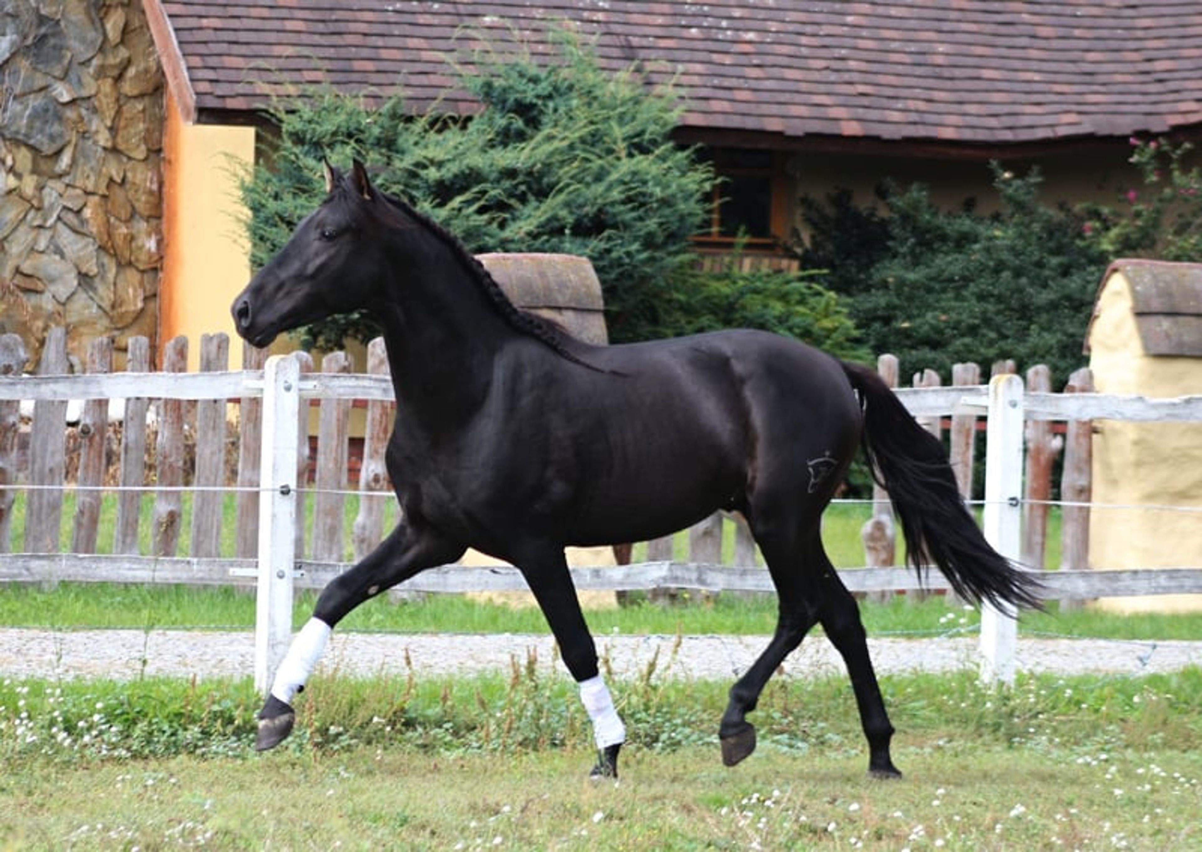 Incredible black PRE stallion with the sweetest temperament - Image 8