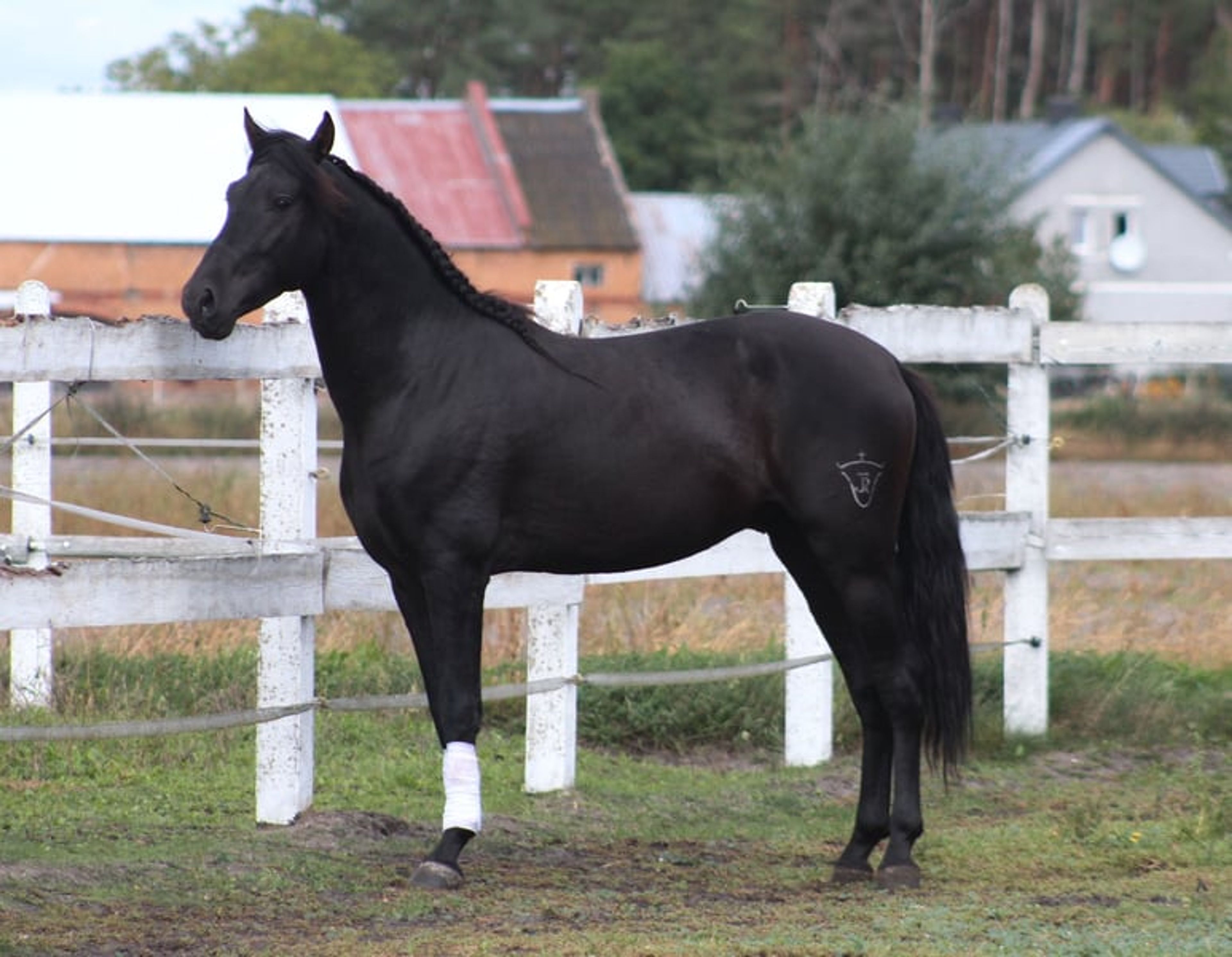 Incredible black PRE stallion with the sweetest temperament - Image 9