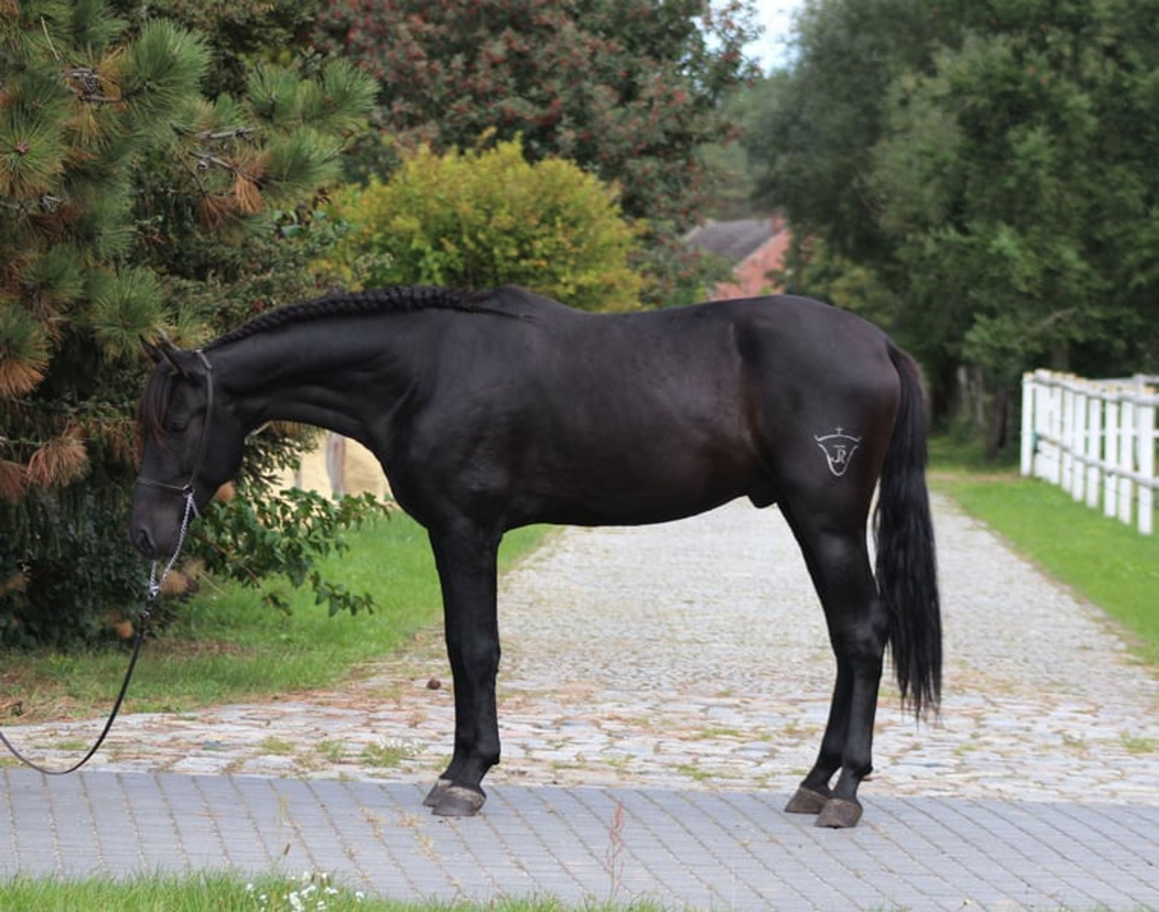 Incredible black PRE stallion with the sweetest temperament - Image 10