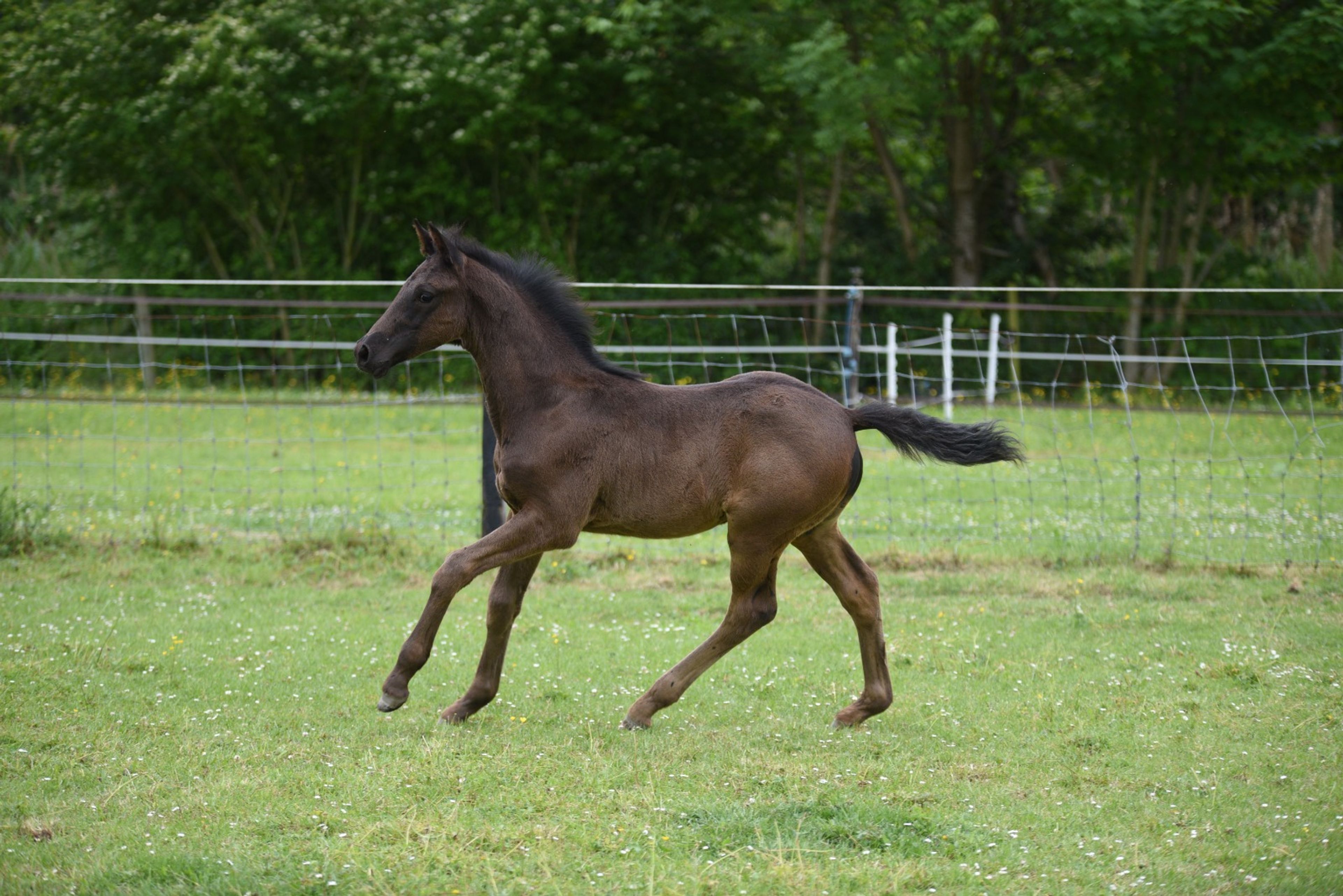 Pitch Black Dodona MU - Image 10