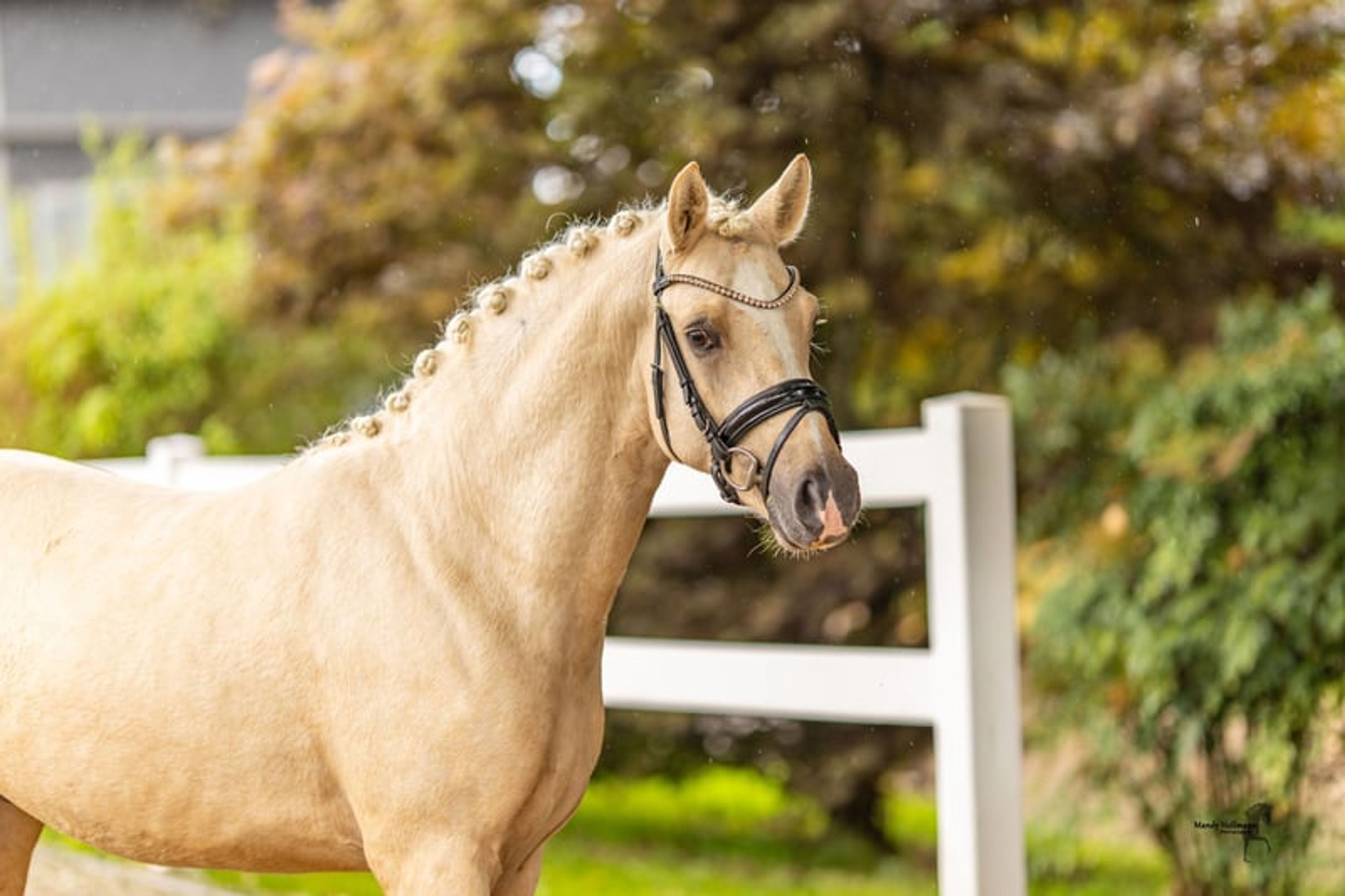 Interesting young horse for sport and breeding