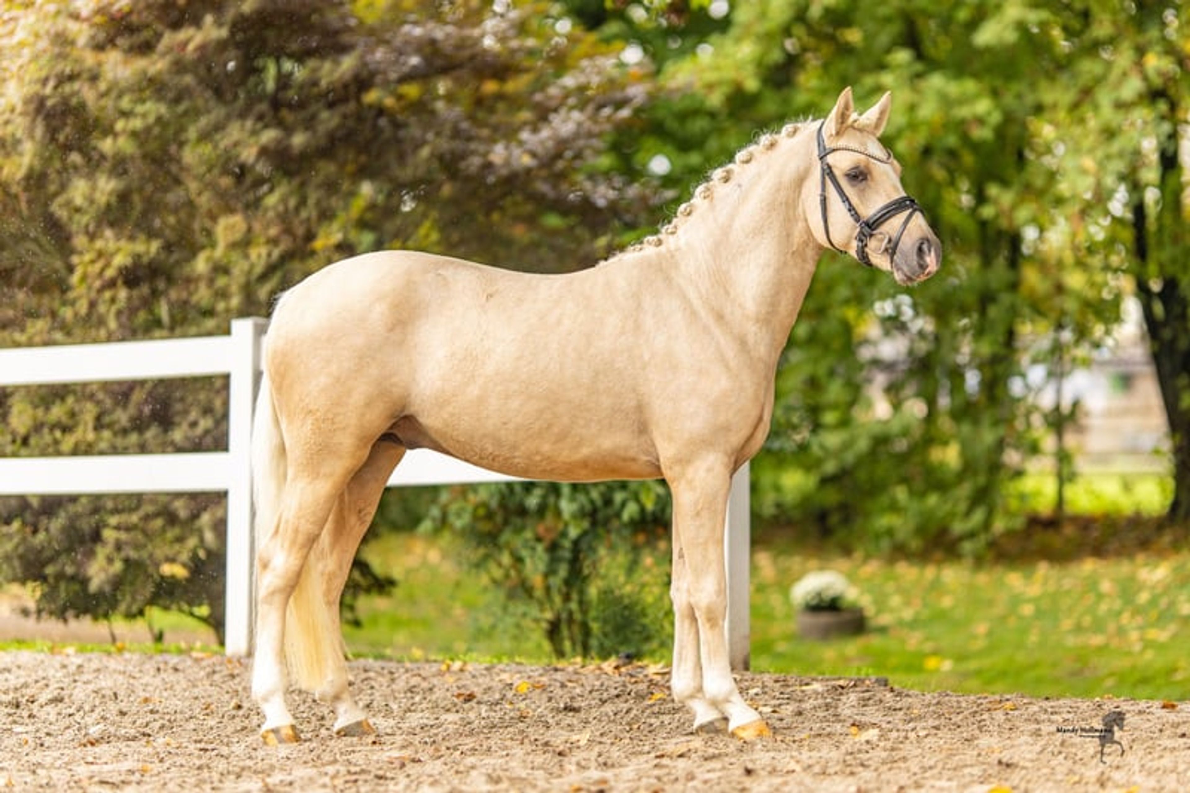 Interesting young horse for sport and breeding - Image 2