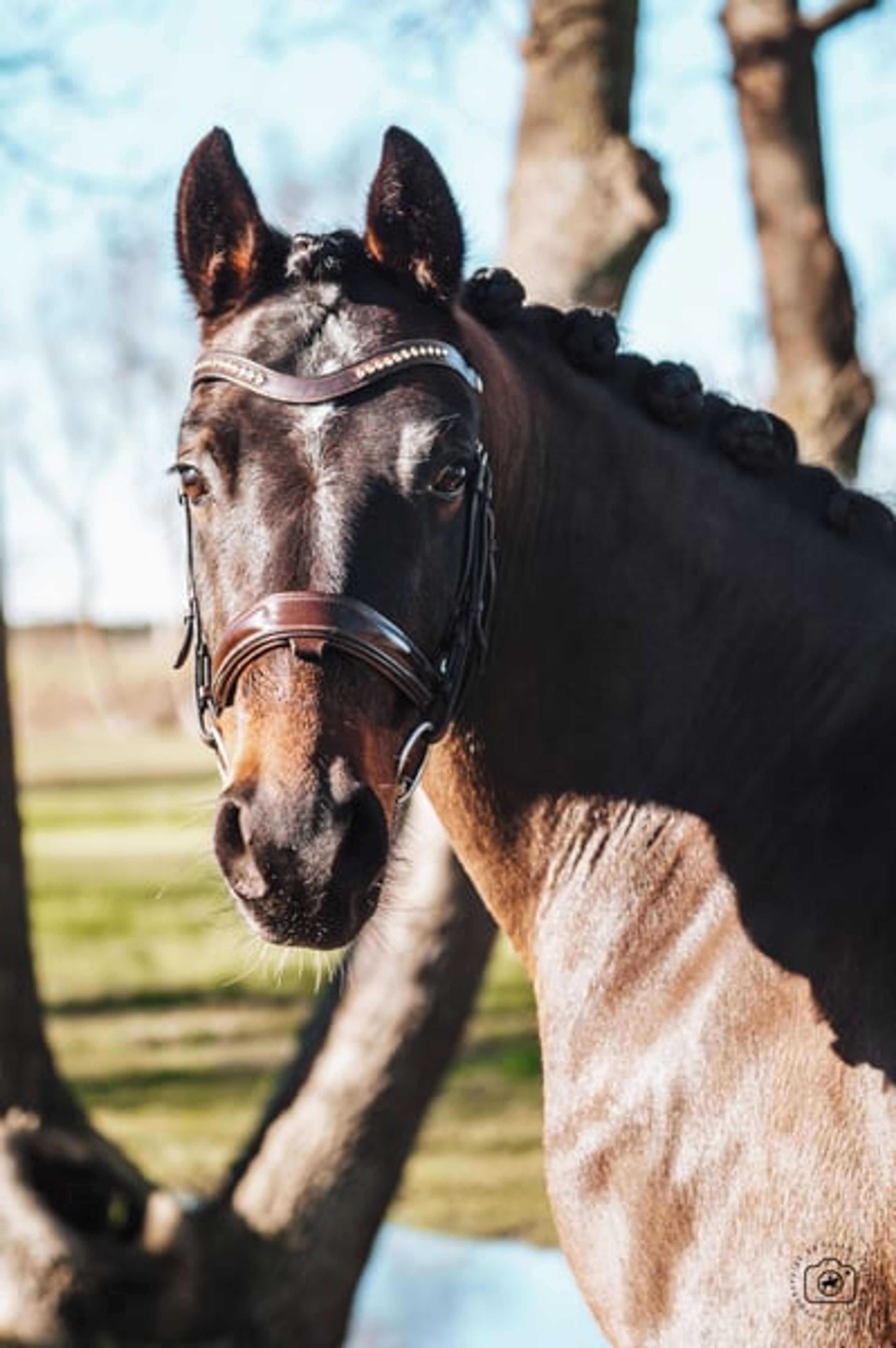 ✨ Grand Slam – German Sport Pony (DRP), 6-year-old dressage prospect