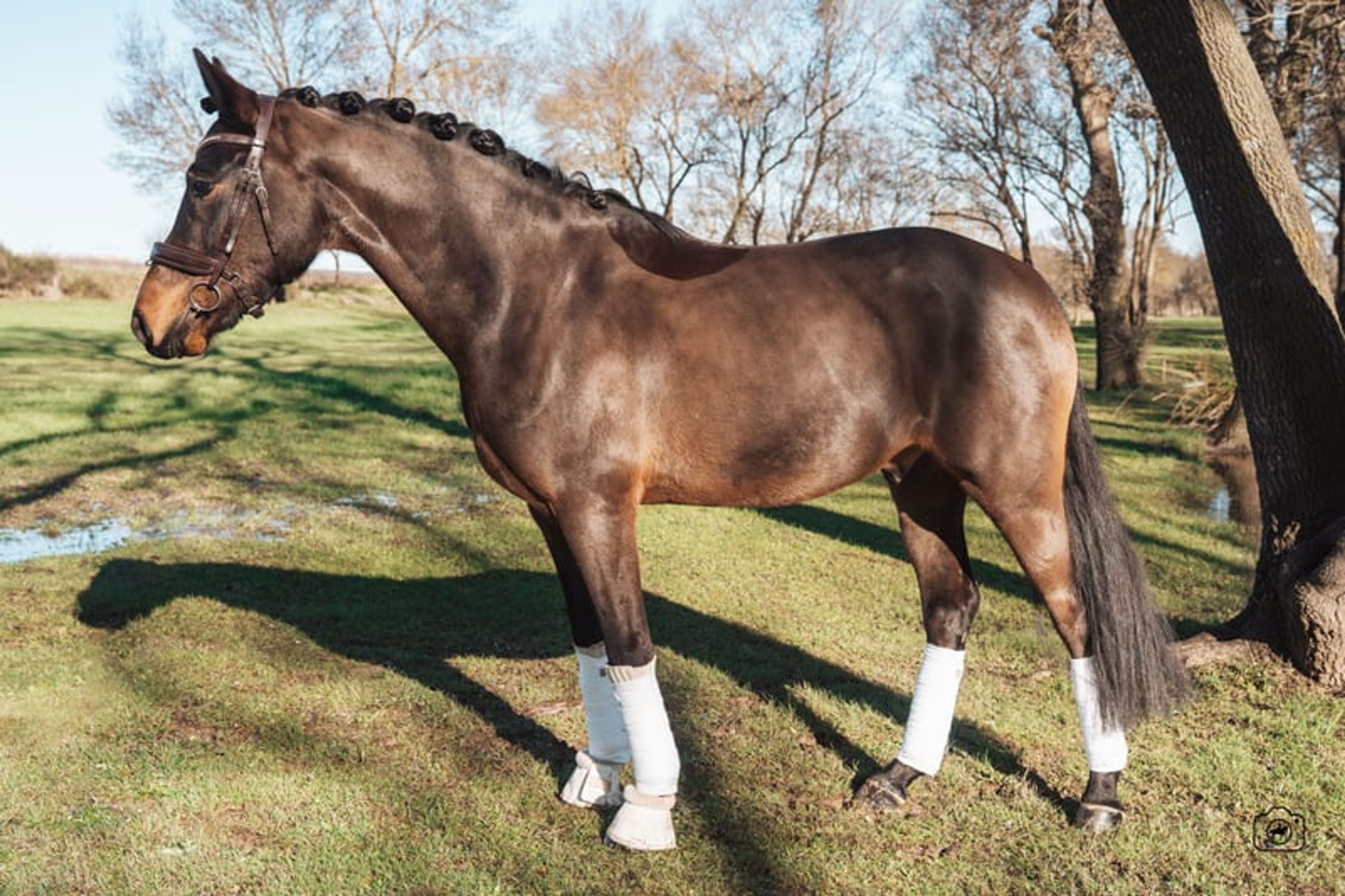 ✨ Grand Slam – German Sport Pony (DRP), 6-year-old dressage prospect - Image 2