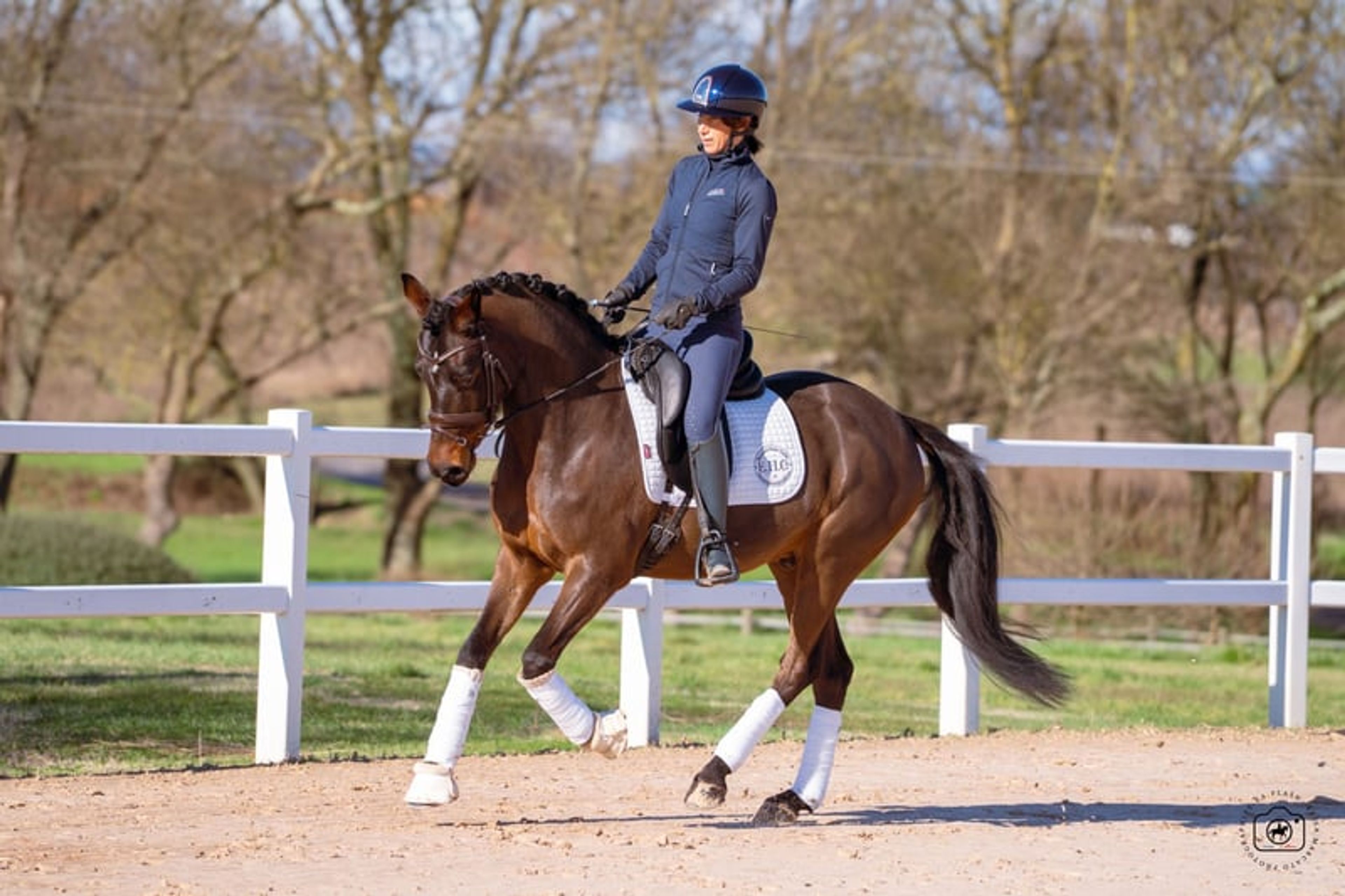 ✨ Grand Slam – German Sport Pony (DRP), 6-year-old dressage prospect - Image 3