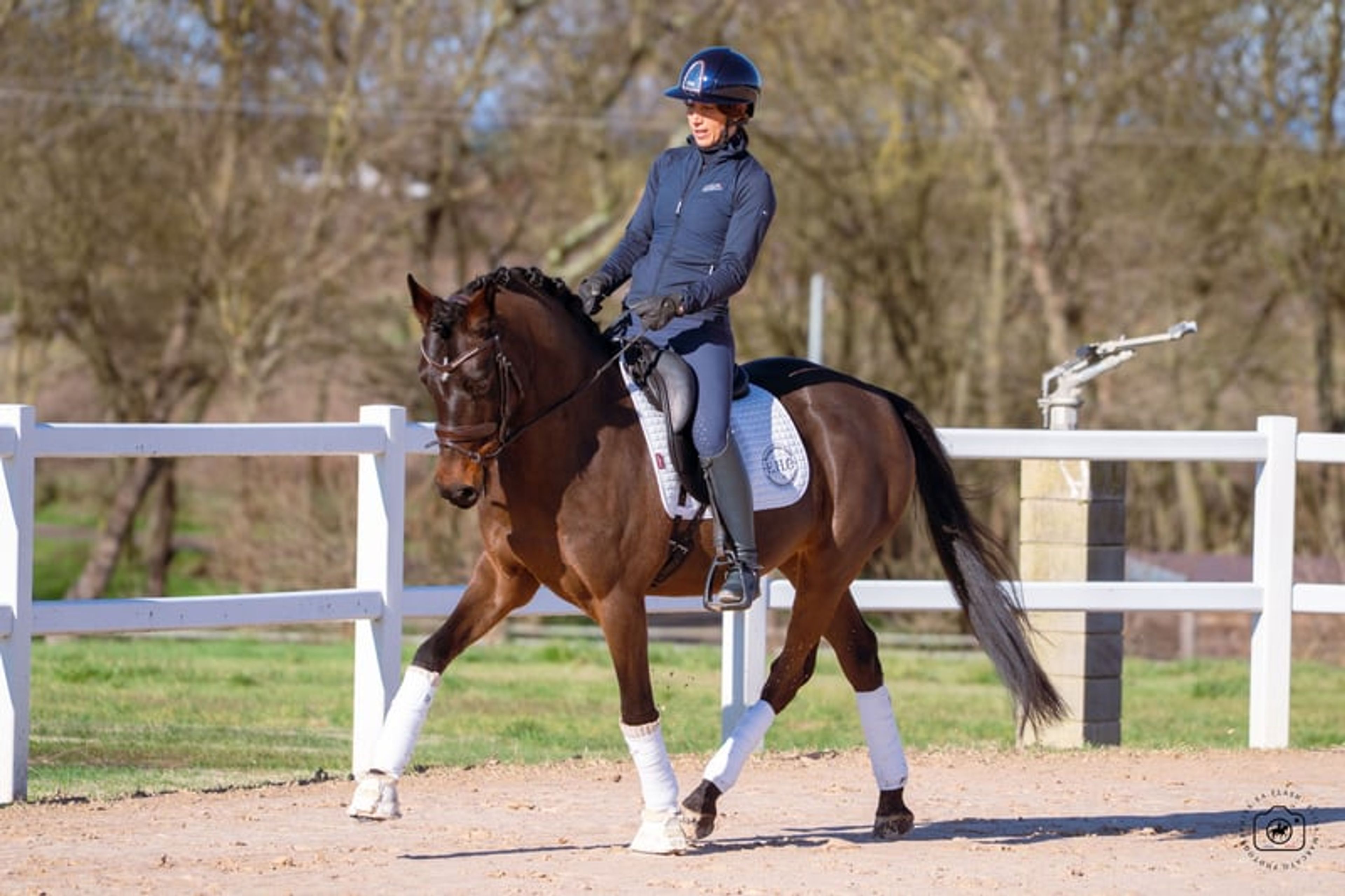 ✨ Grand Slam – German Sport Pony (DRP), 6-year-old dressage prospect - Image 4