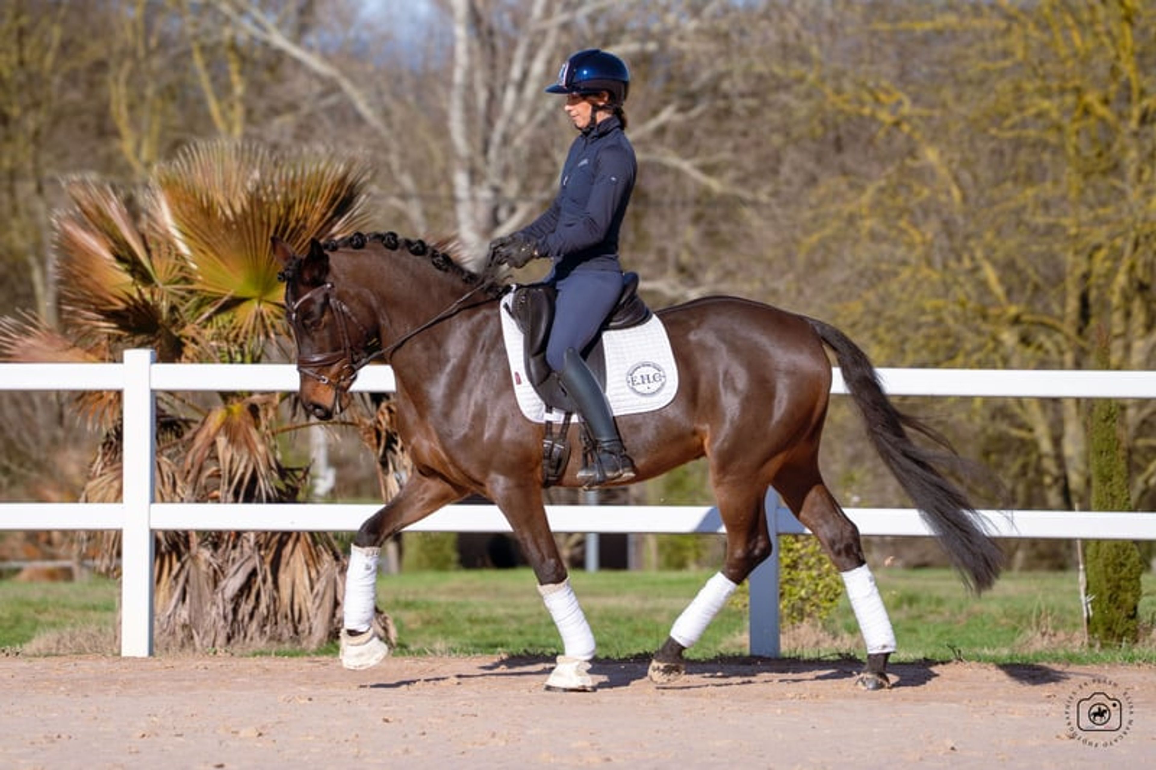 ✨ Grand Slam – German Sport Pony (DRP), 6-year-old dressage prospect - Image 5