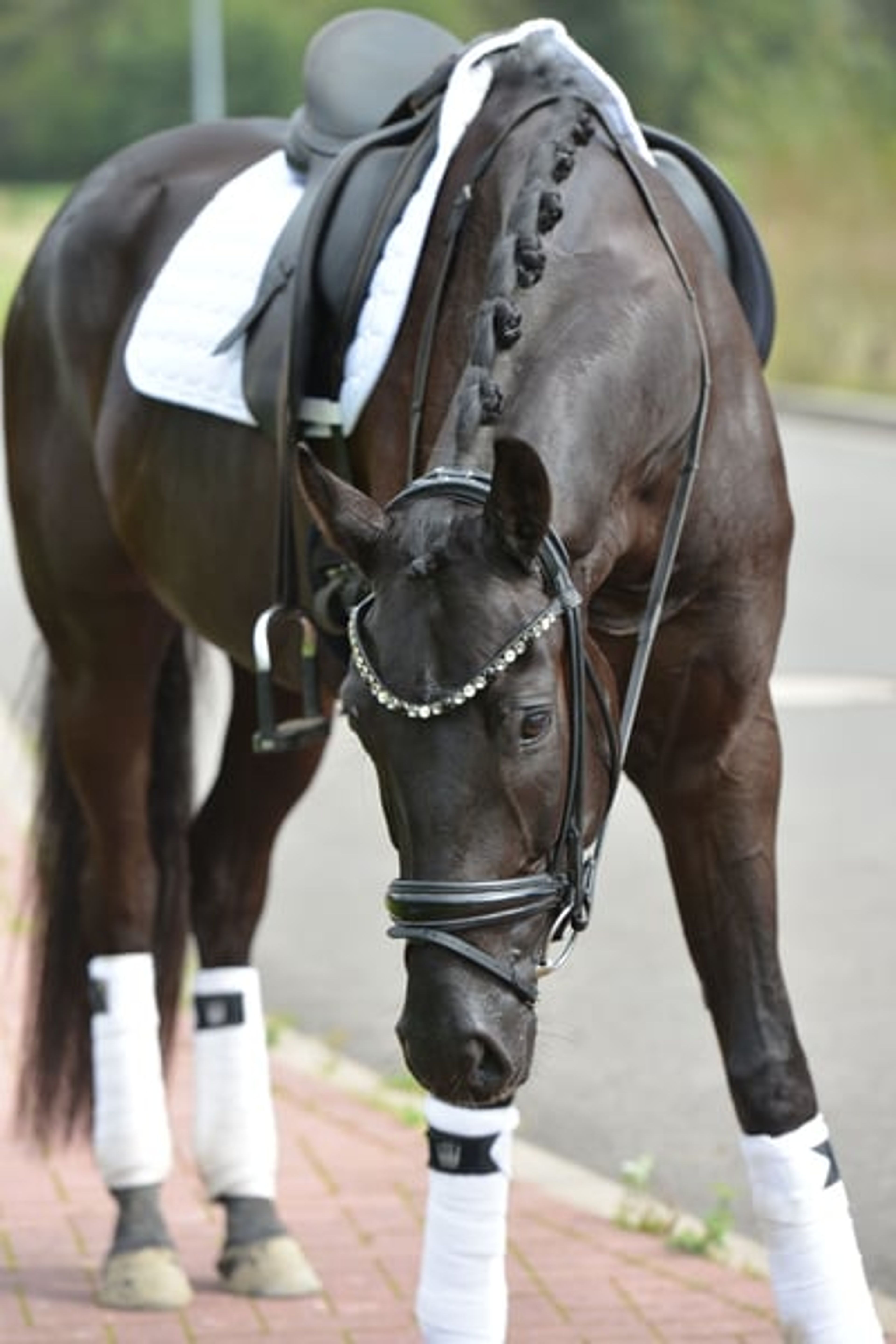 Excellent Rapp gelding with great potential - Image 4
