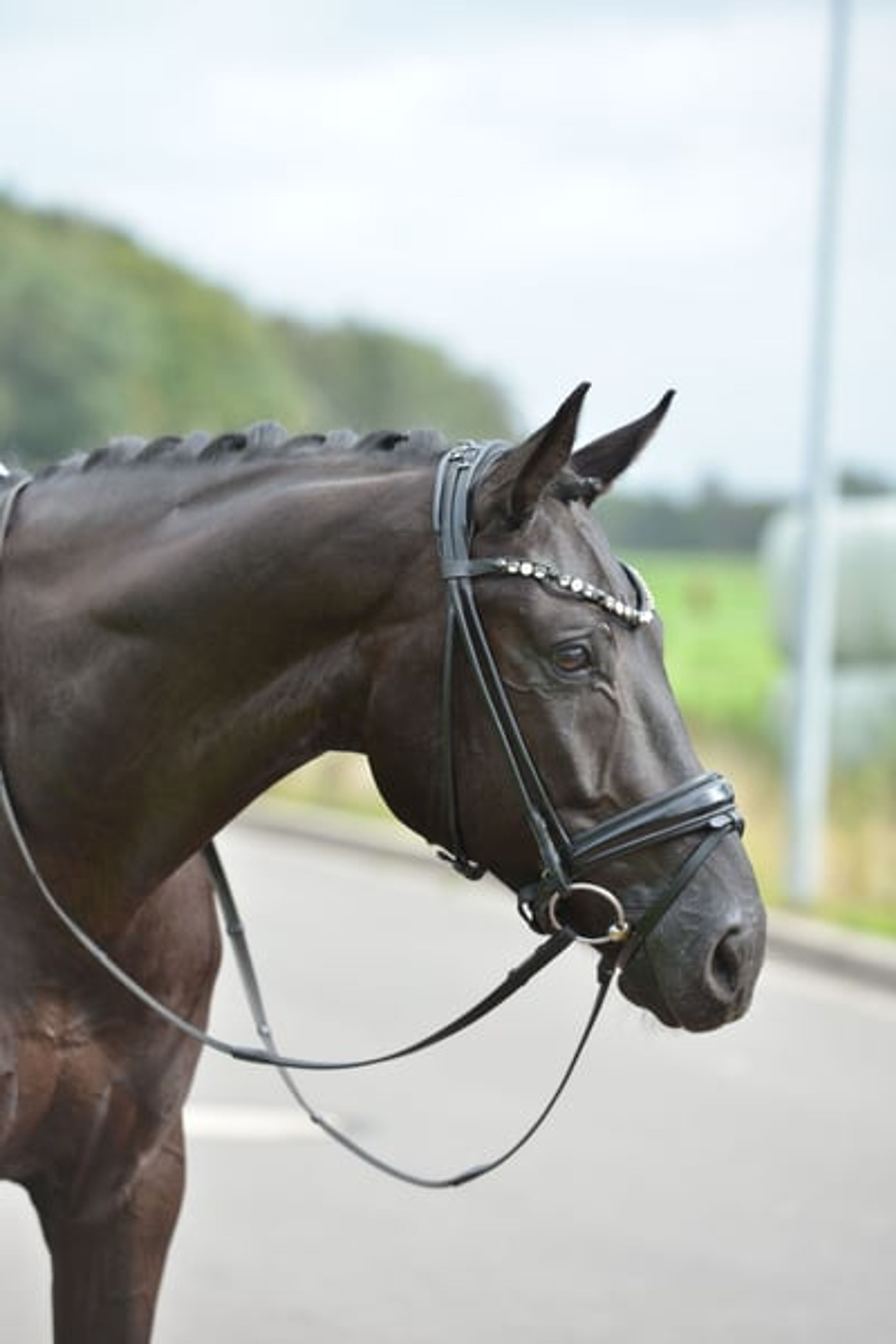 Excellent Rapp gelding with great potential - Image 5