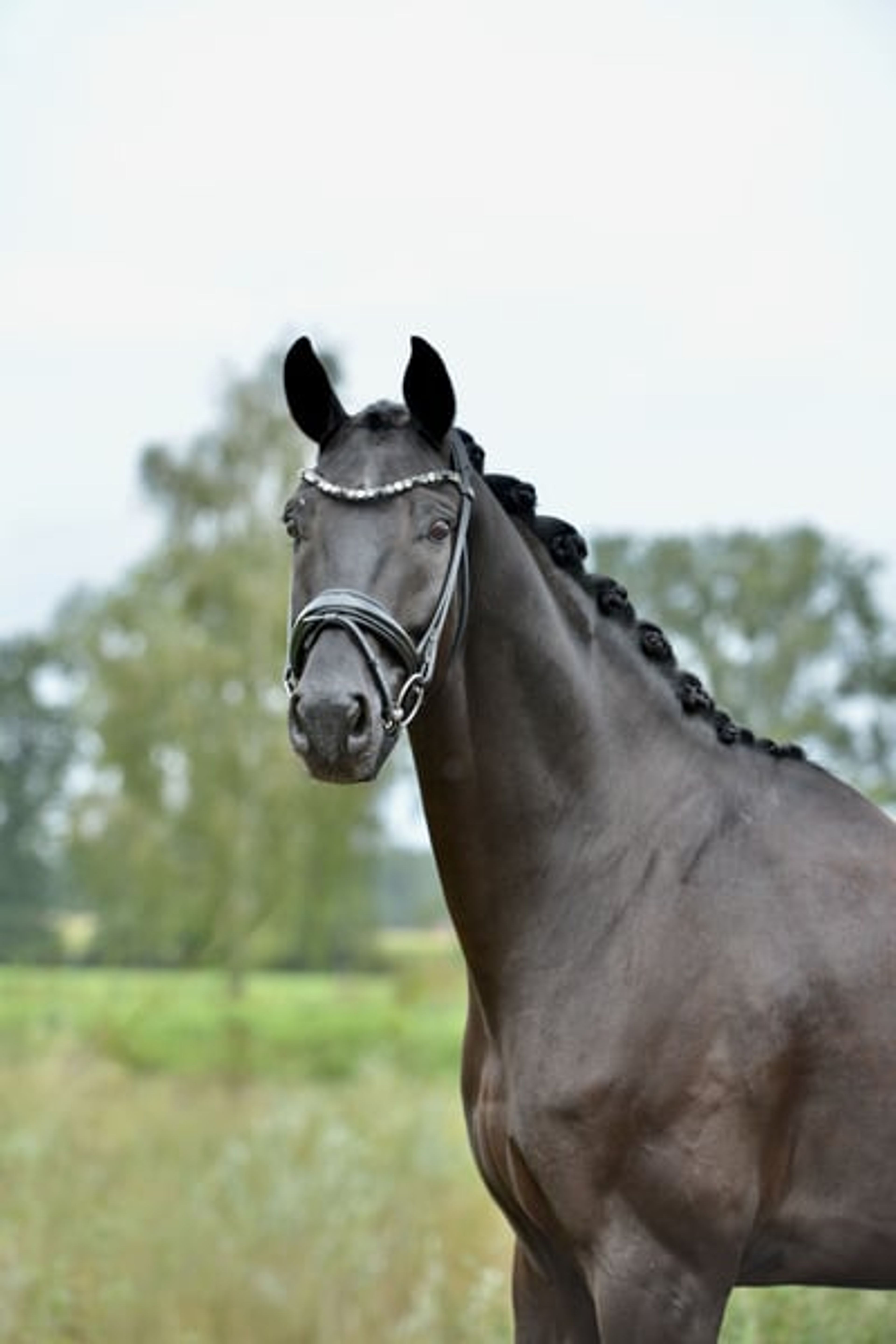 Excellent Rapp gelding with great potential - Image 6