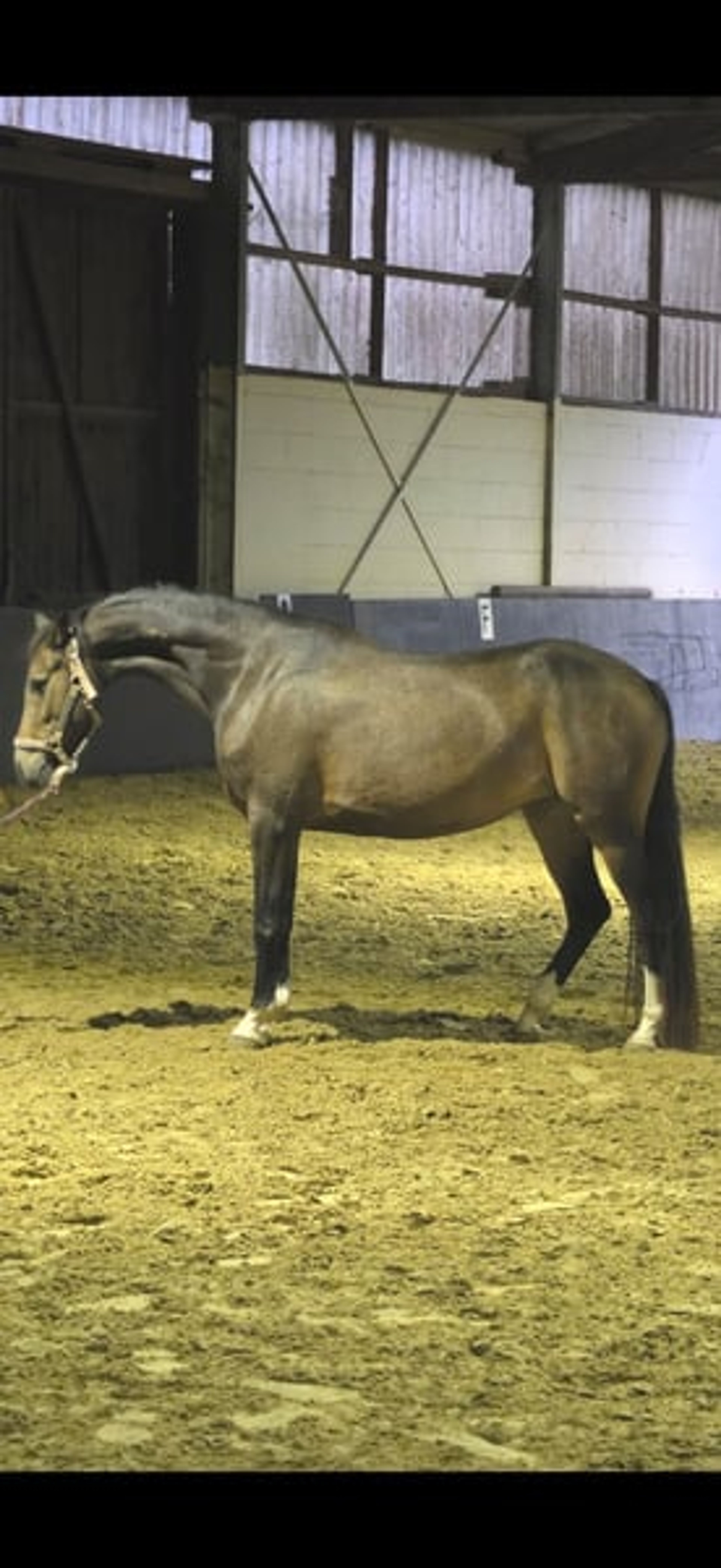 Beautiful 4-year-old mare looking for a new home.