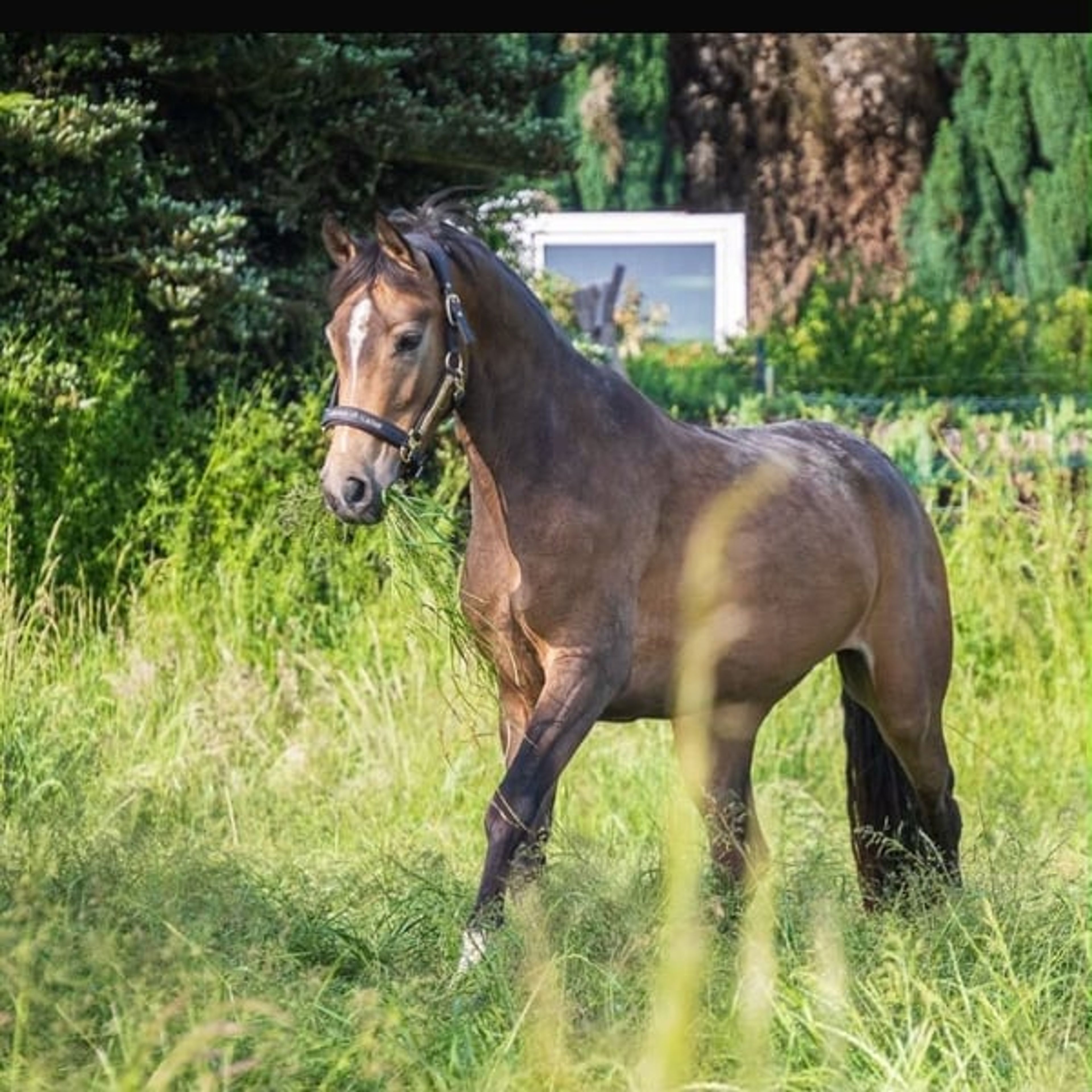 Beautiful 4-year-old mare looking for a new home. - Image 2