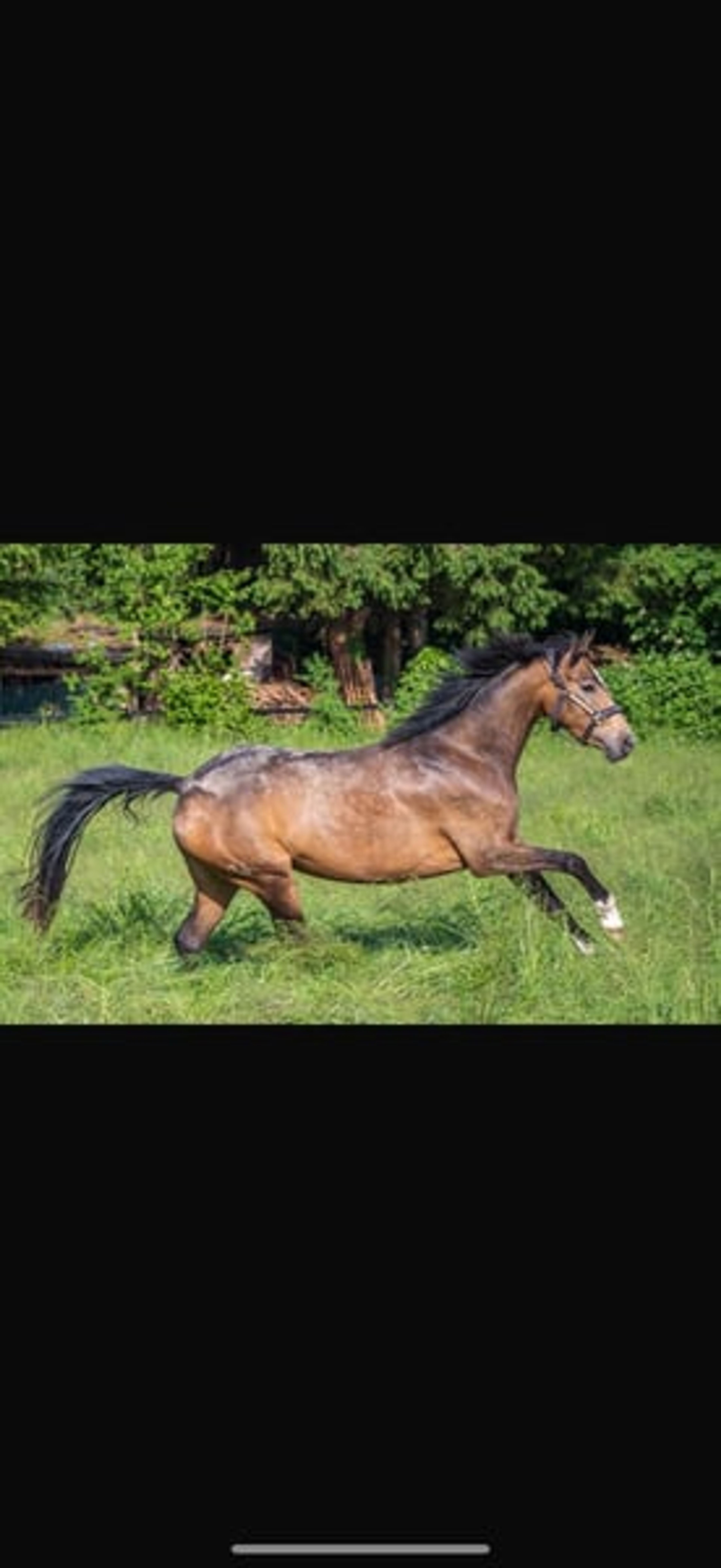 Beautiful 4-year-old mare looking for a new home. - Image 3