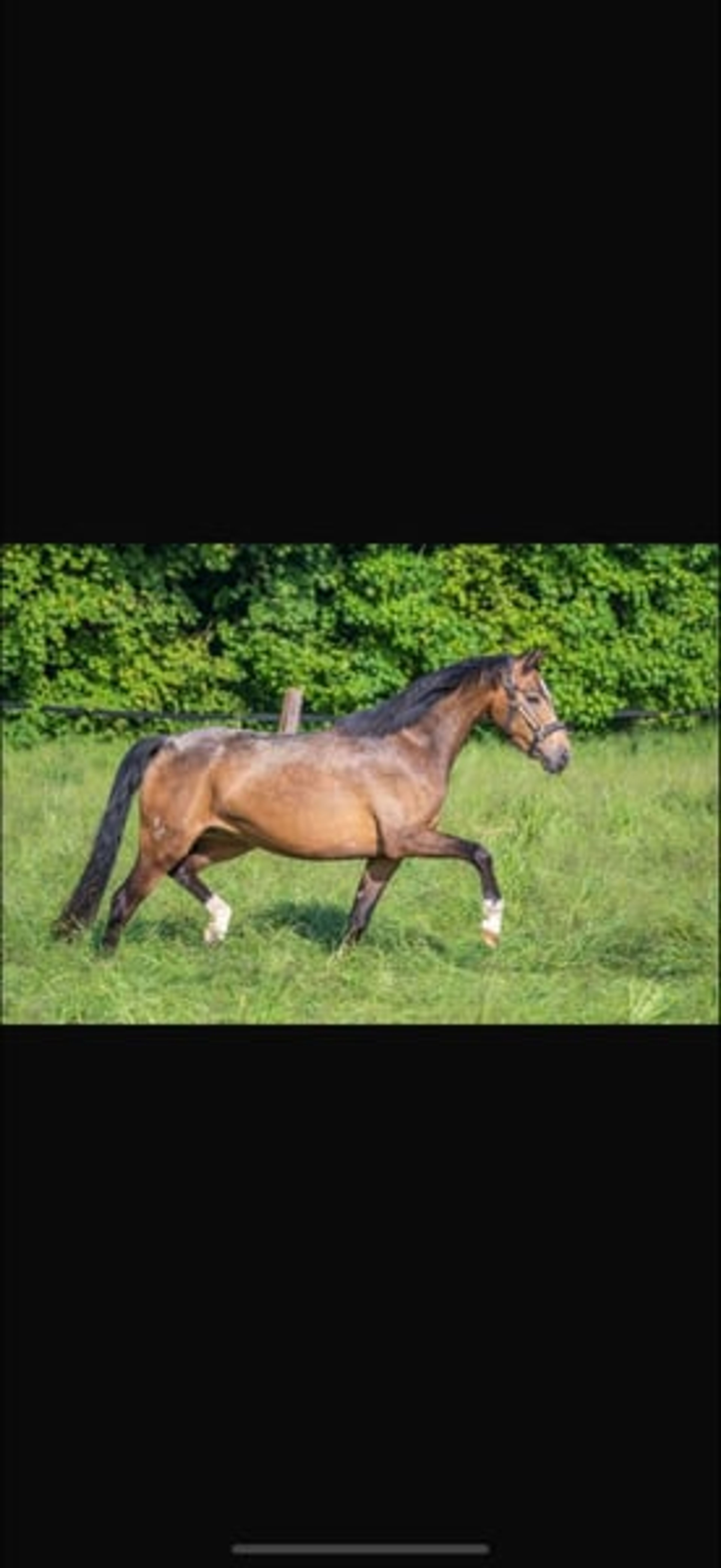 Beautiful 4-year-old mare looking for a new home. - Image 4