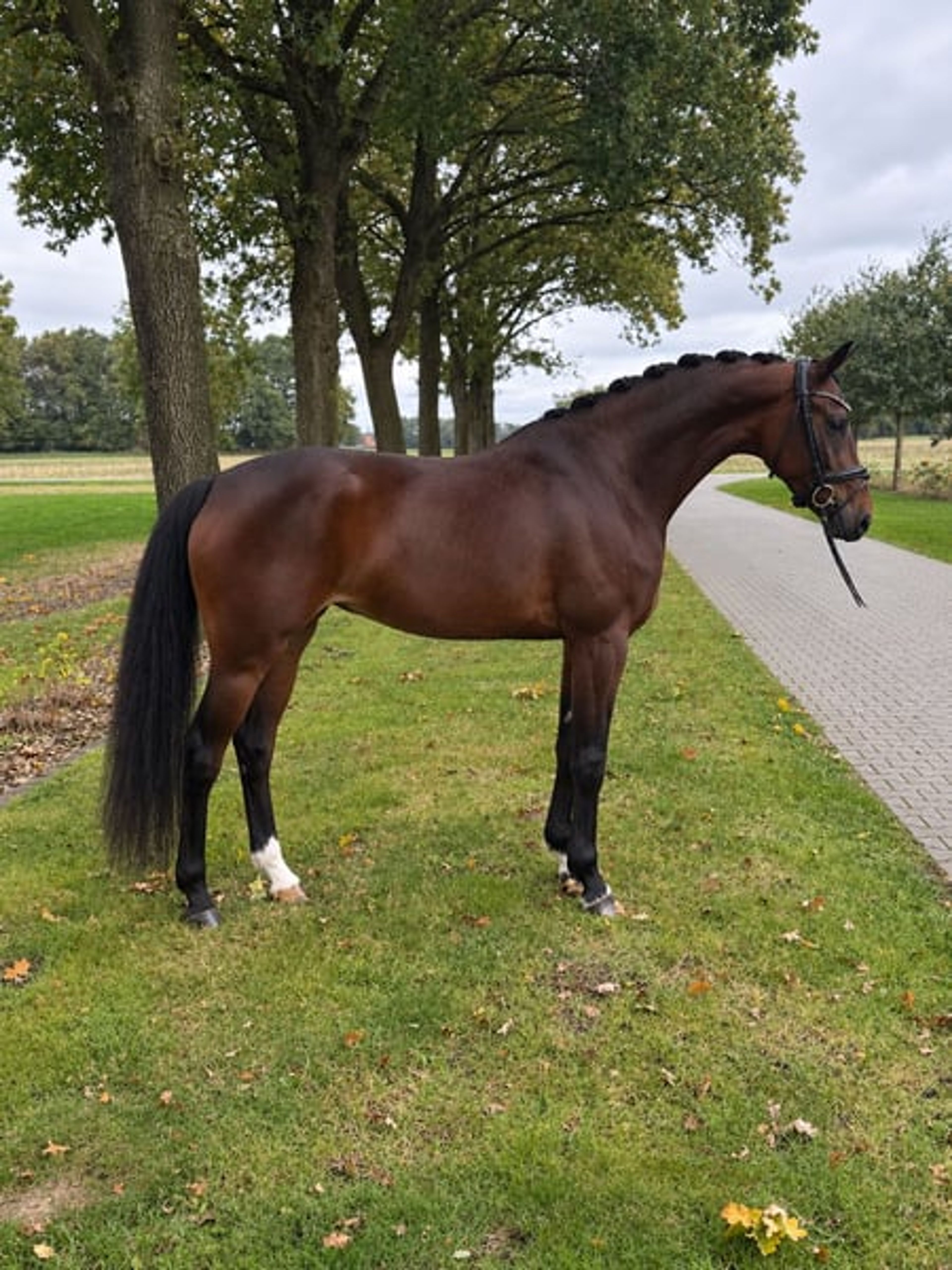 Promising 4-year-old mare by Benicio x Tuschinski