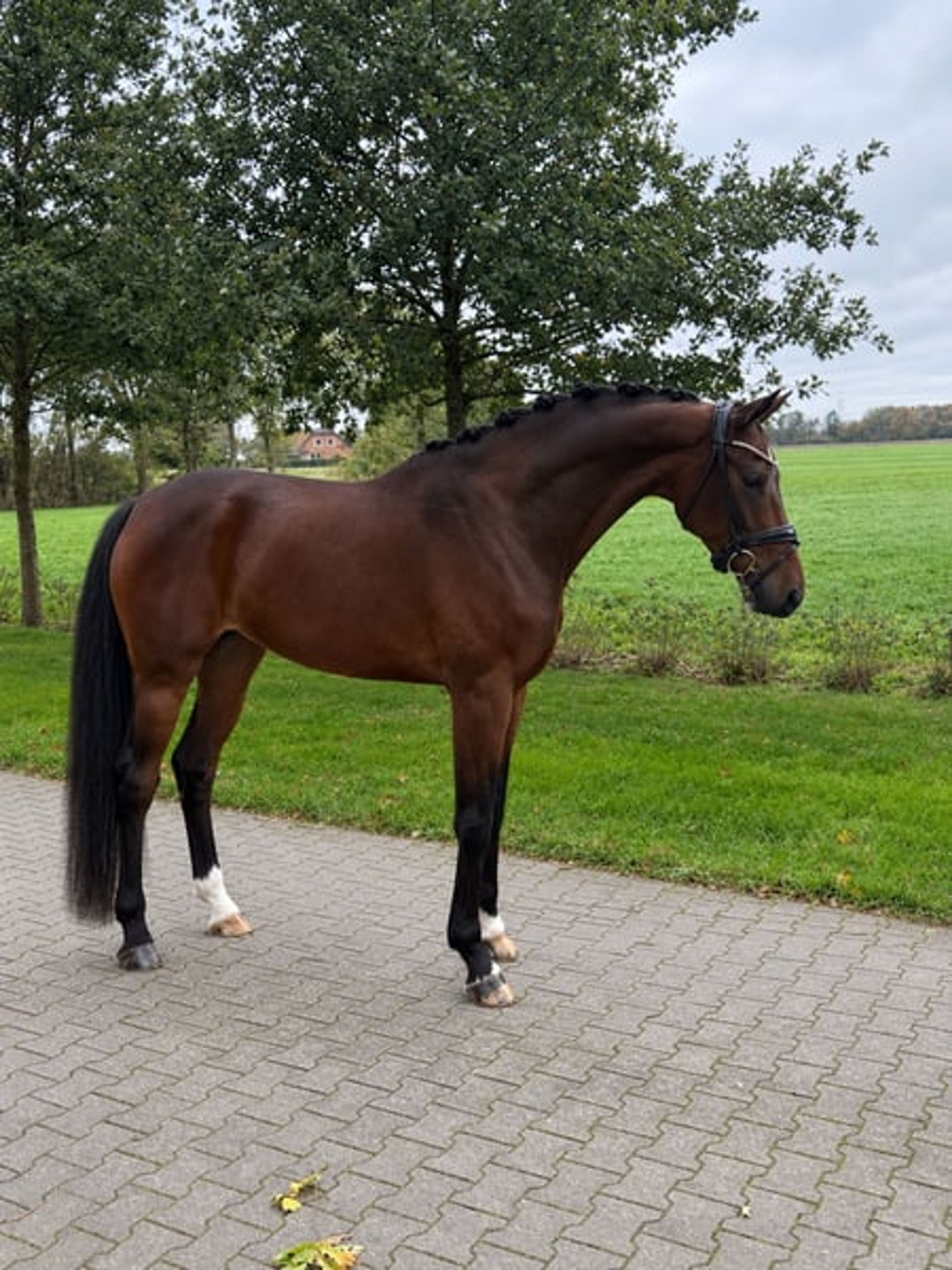 Promising 4-year-old mare by Benicio x Tuschinski - Image 2