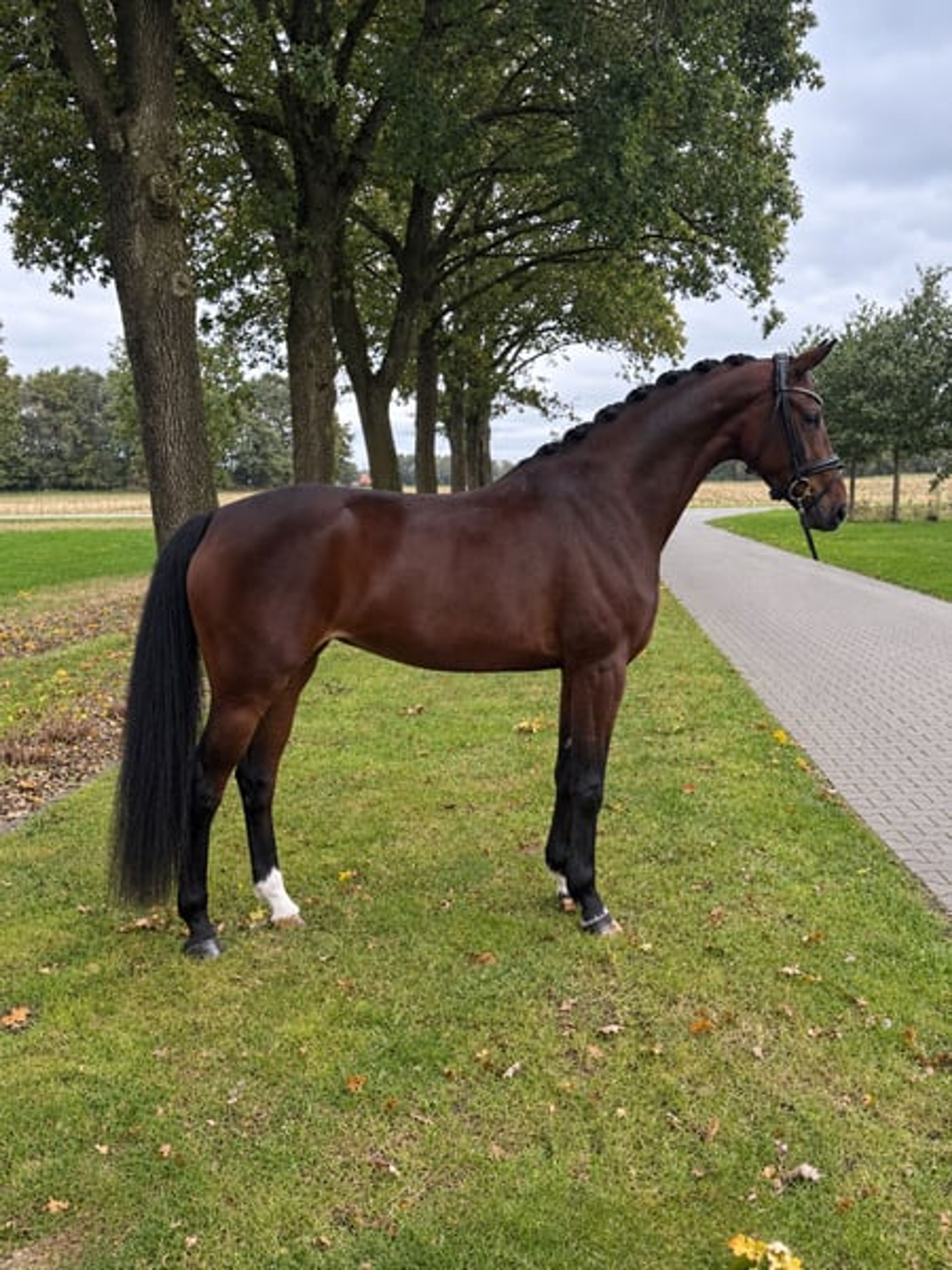 Promising 4-year-old mare by Benicio x Tuschinski - Image 3
