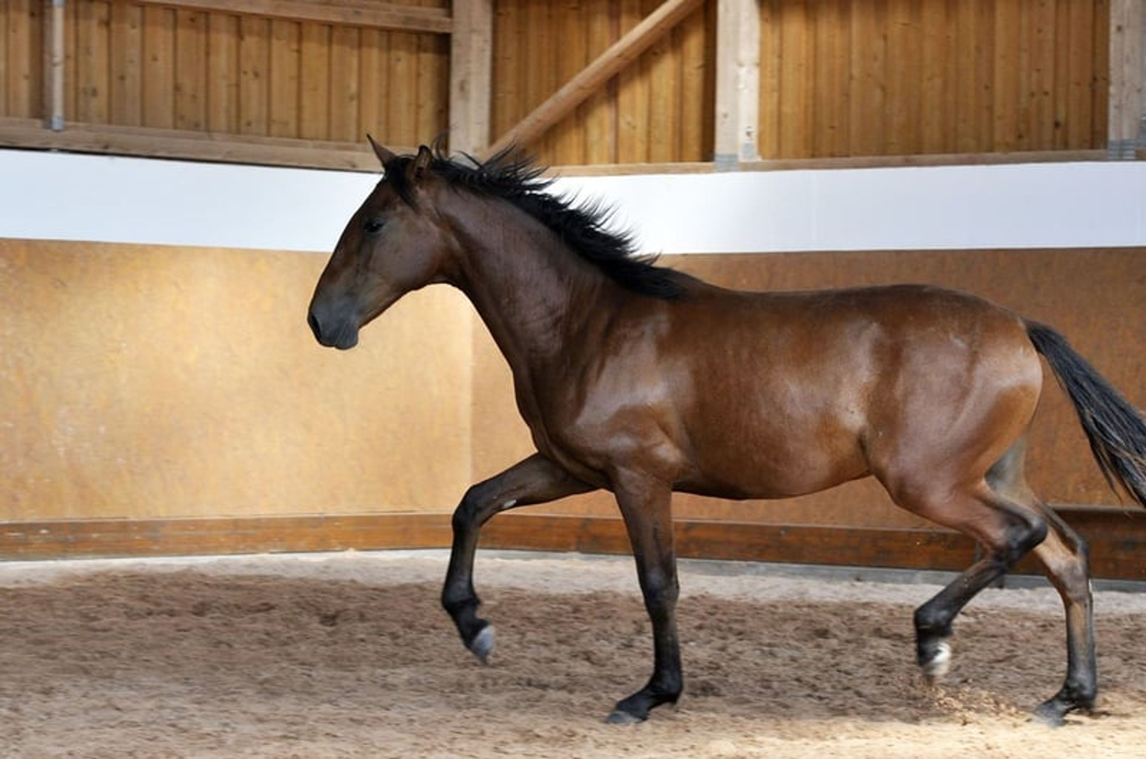 Stylish PRE young stallion