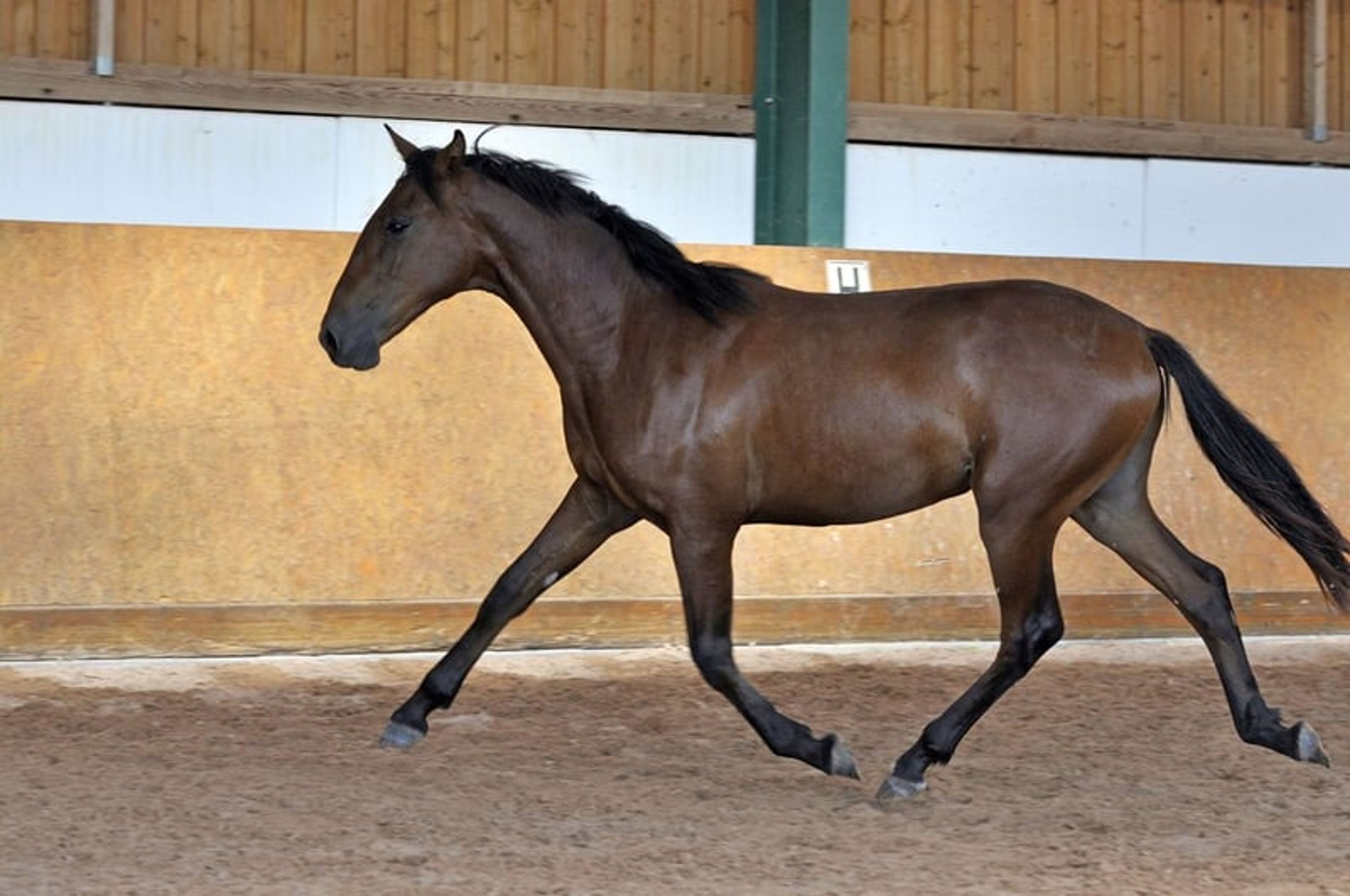 Stylish PRE young stallion - Image 2