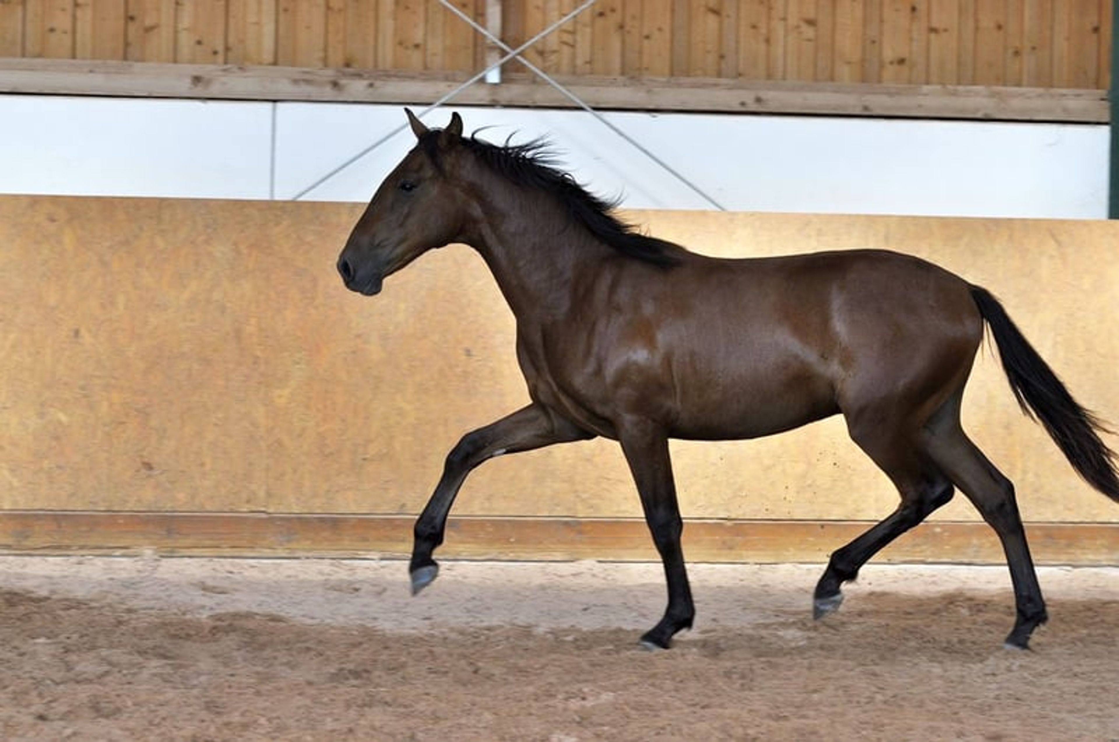 Stylish PRE young stallion - Image 3