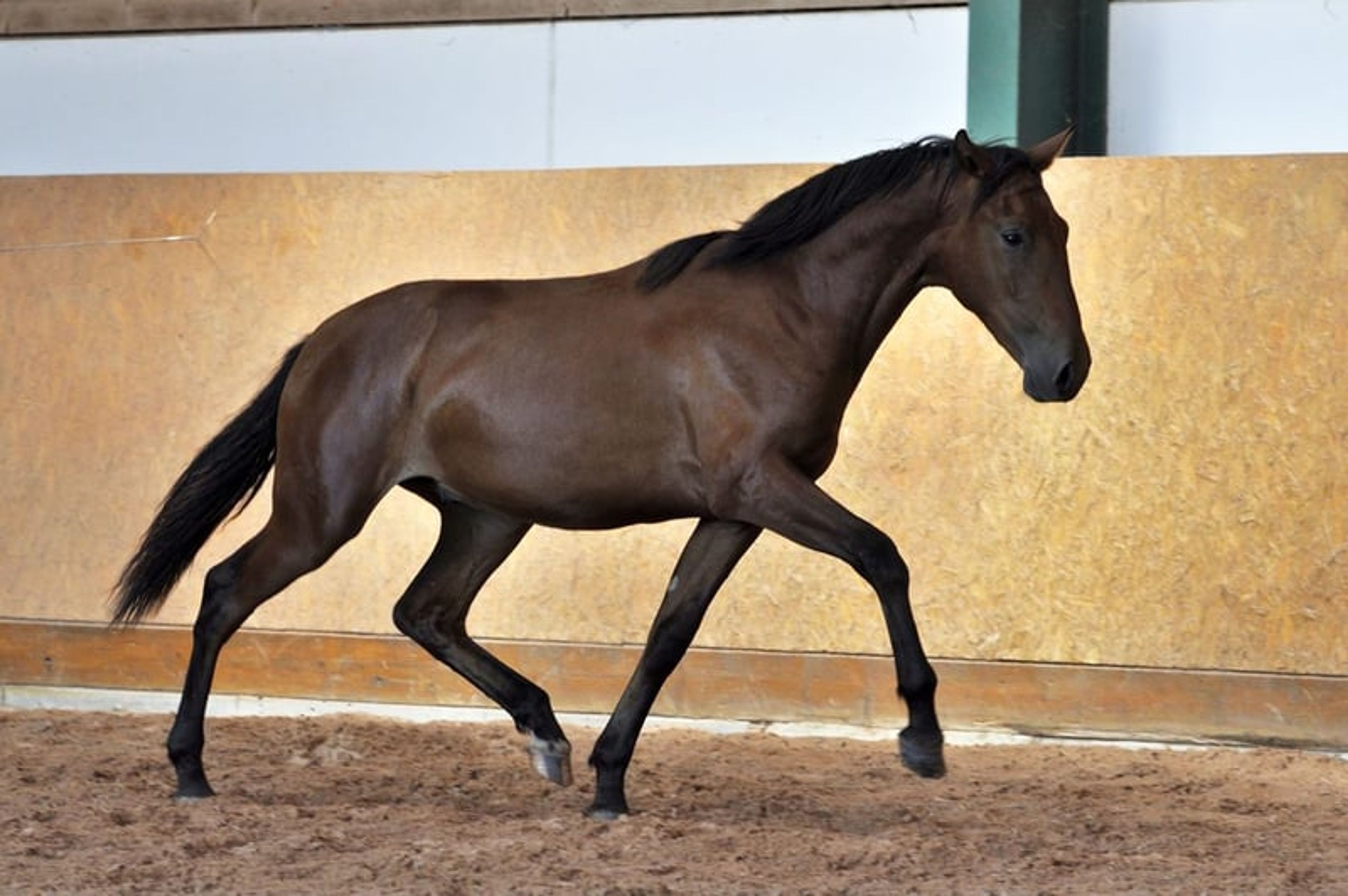 Stylish PRE young stallion - Image 4
