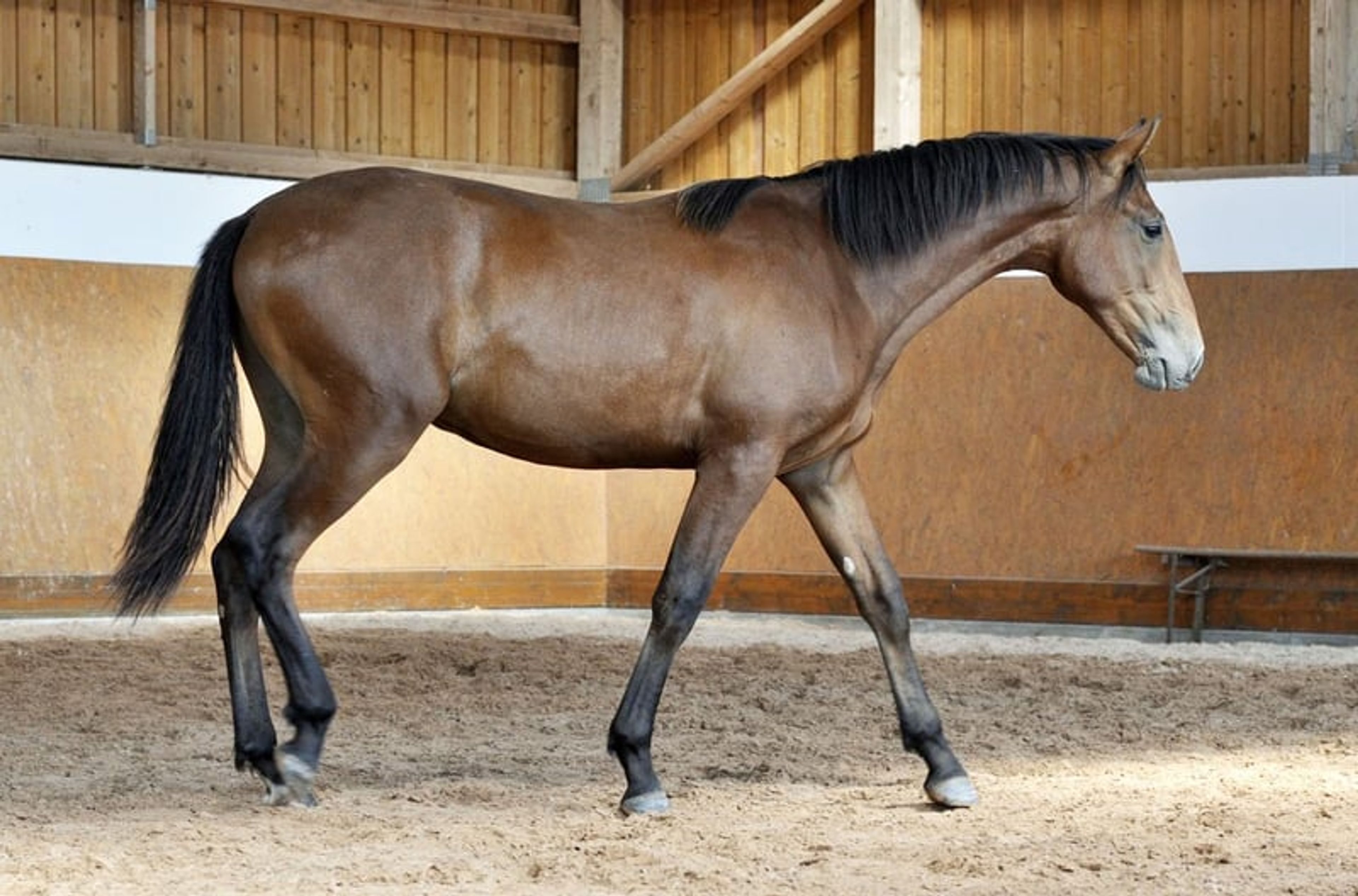 Stylish PRE young stallion - Image 5