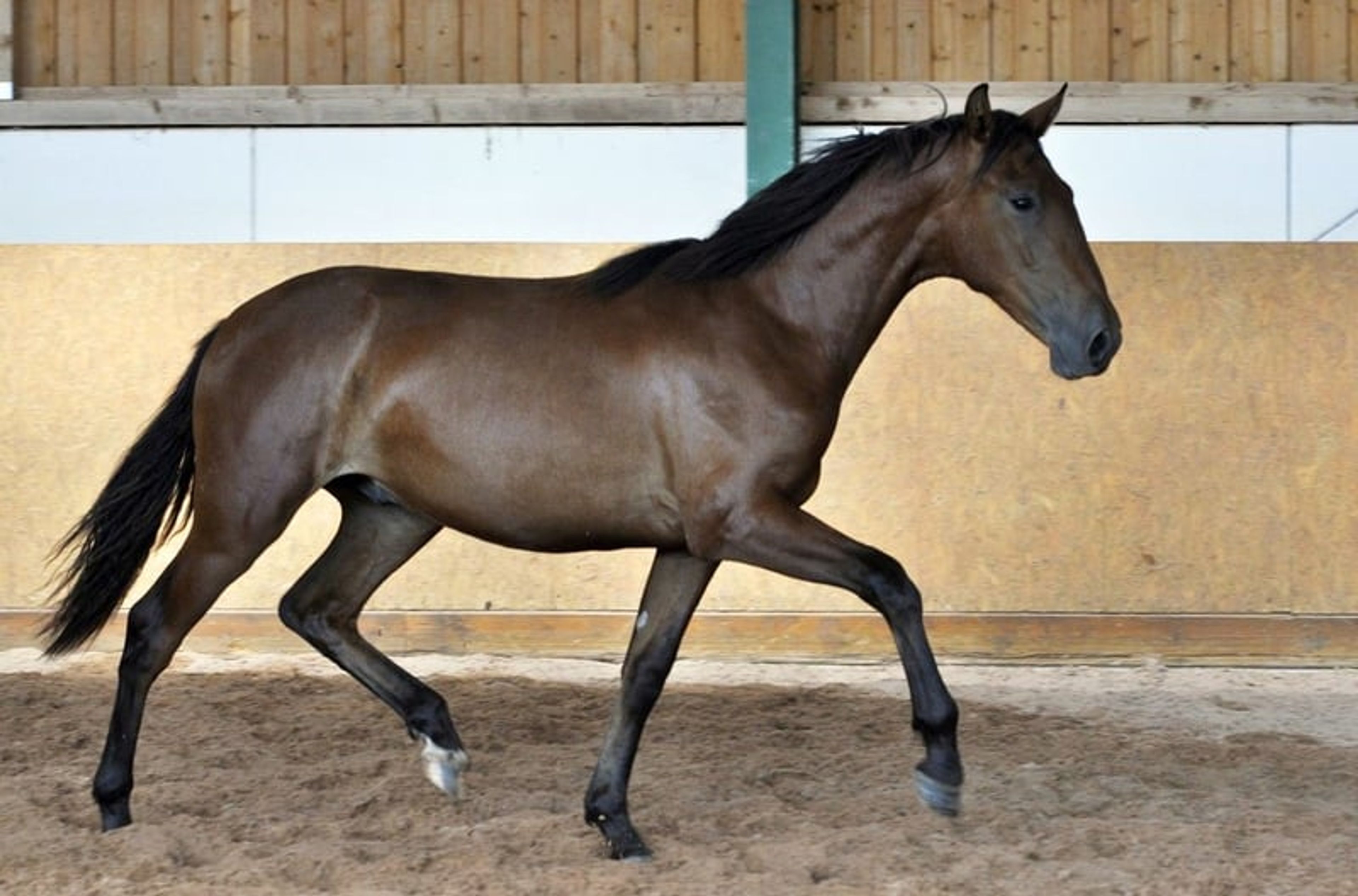 Stylish PRE young stallion - Image 6