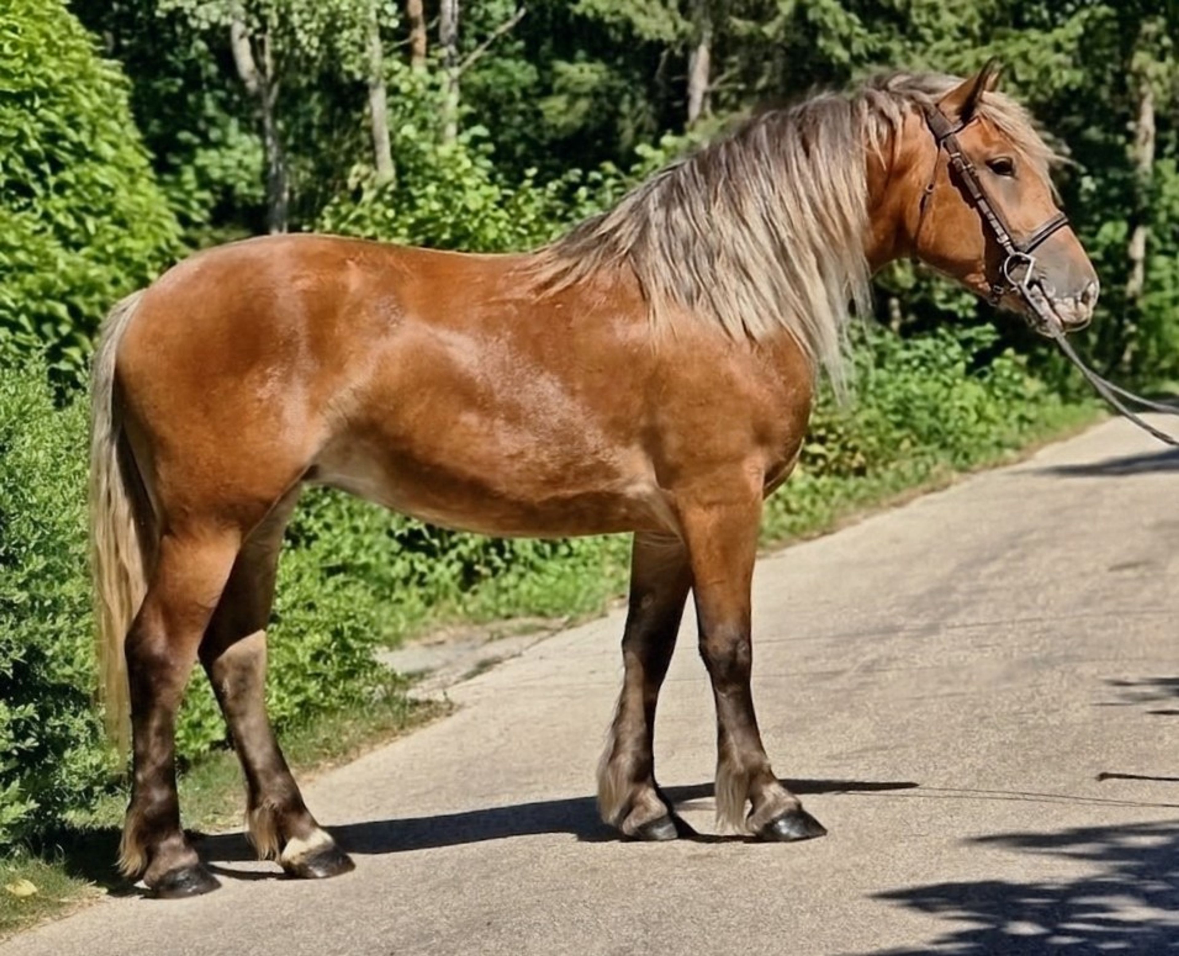 Dorina - Image 2