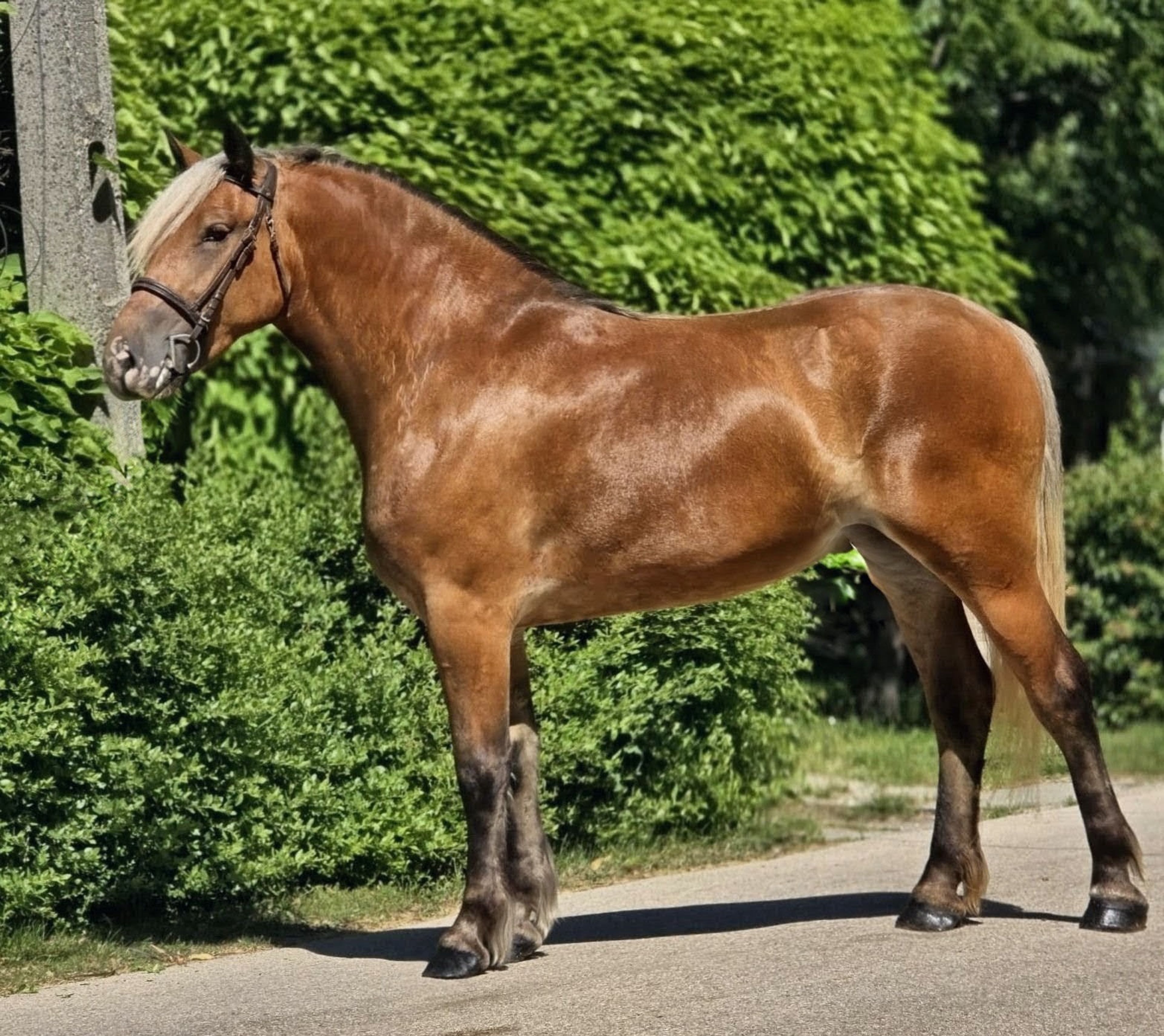 Dorina - Image 4