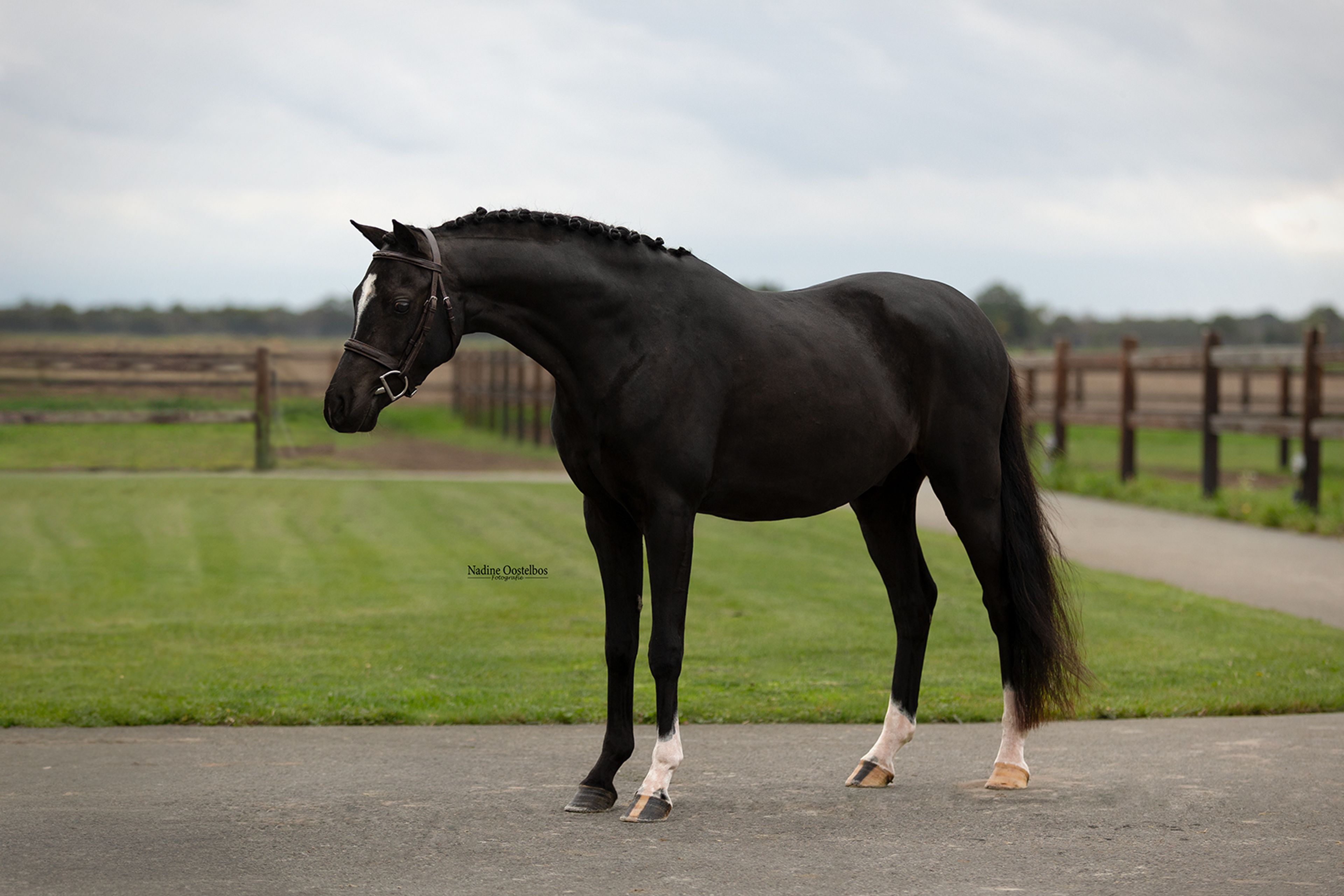 Tholveld Spirit - Image 3