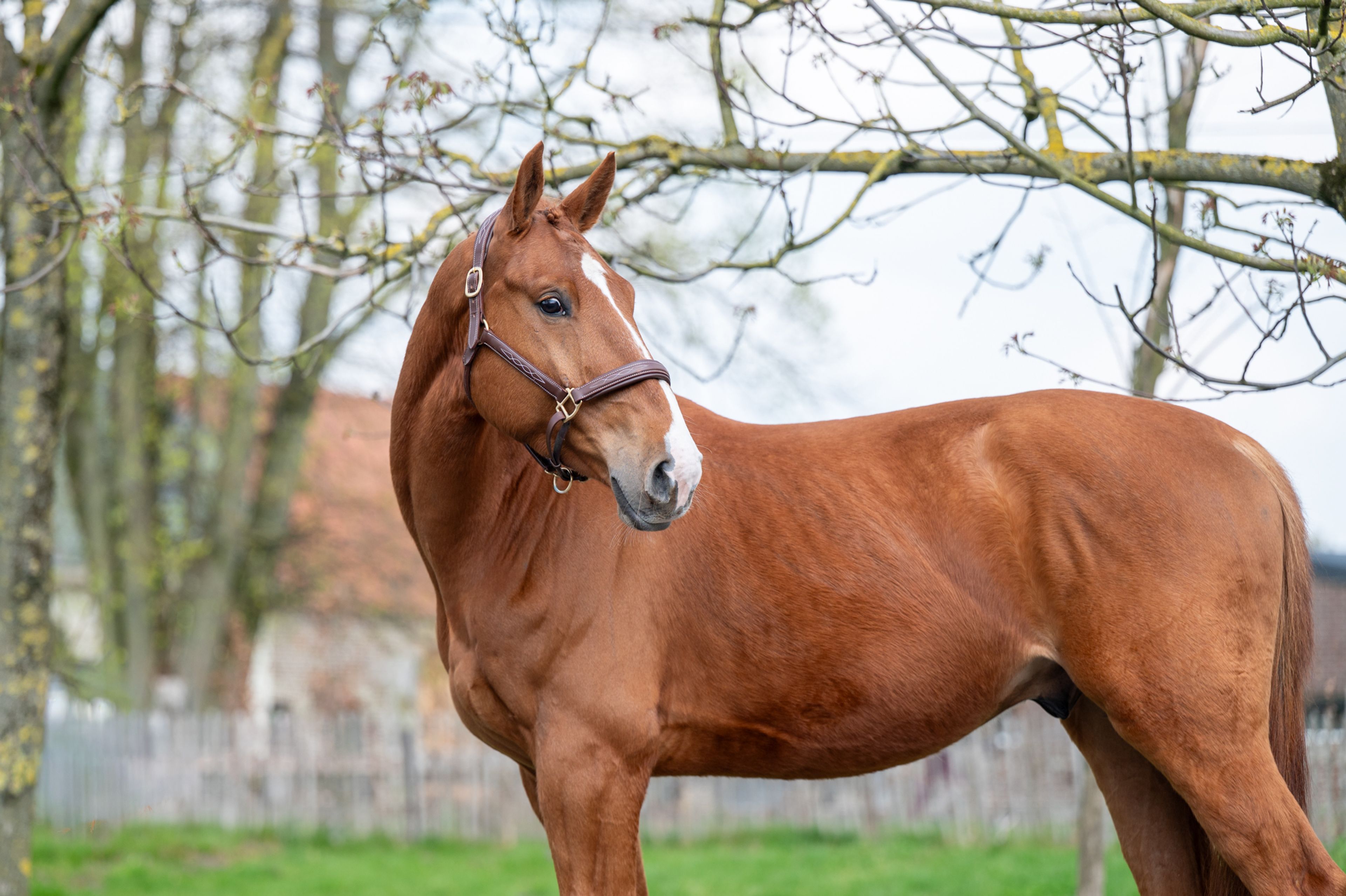 Warrior Aeg (INAICO VDL x ESPRILLIO) - Image 1