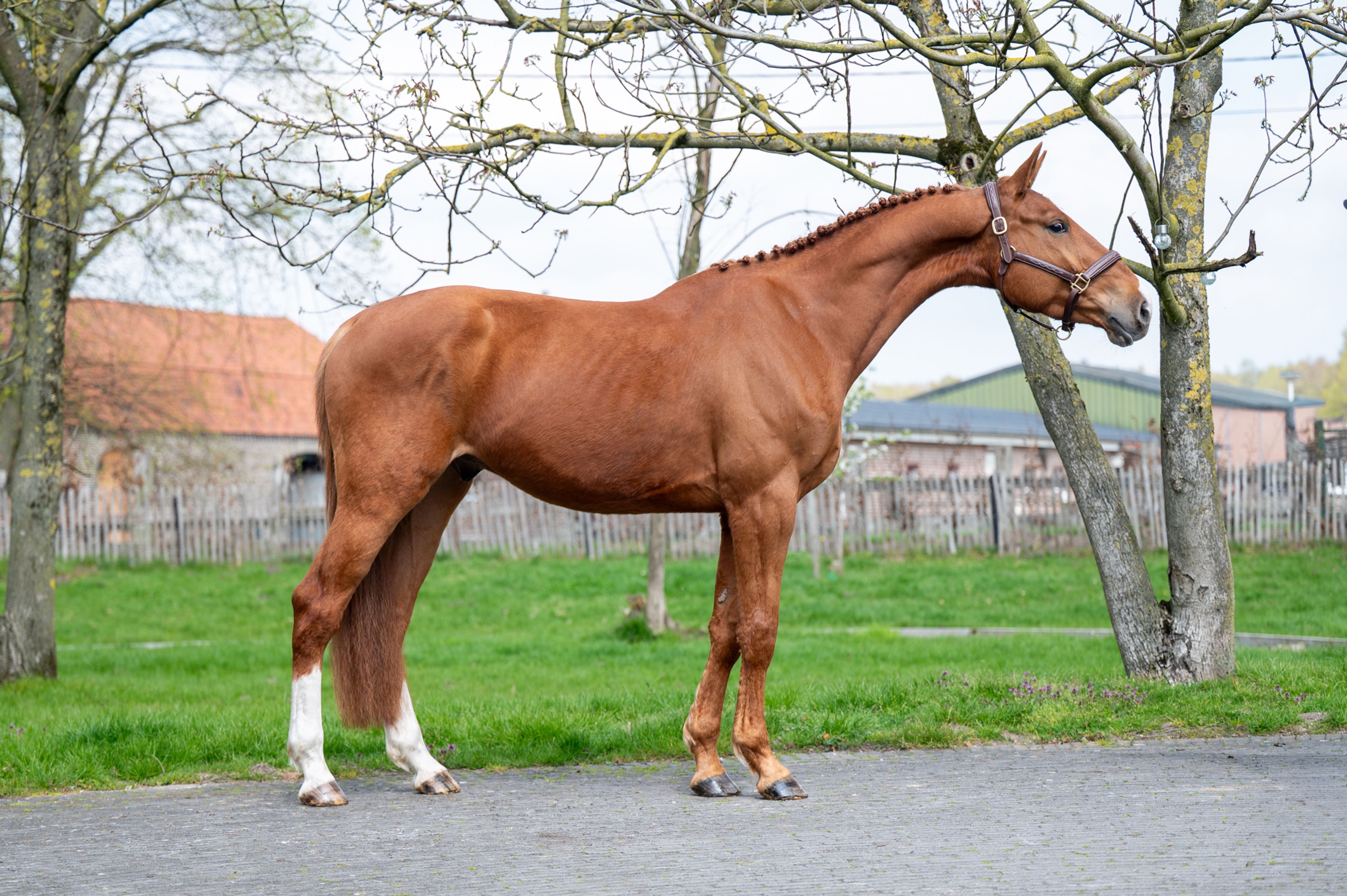 Warrior Aeg (INAICO VDL x ESPRILLIO) - Image 4
