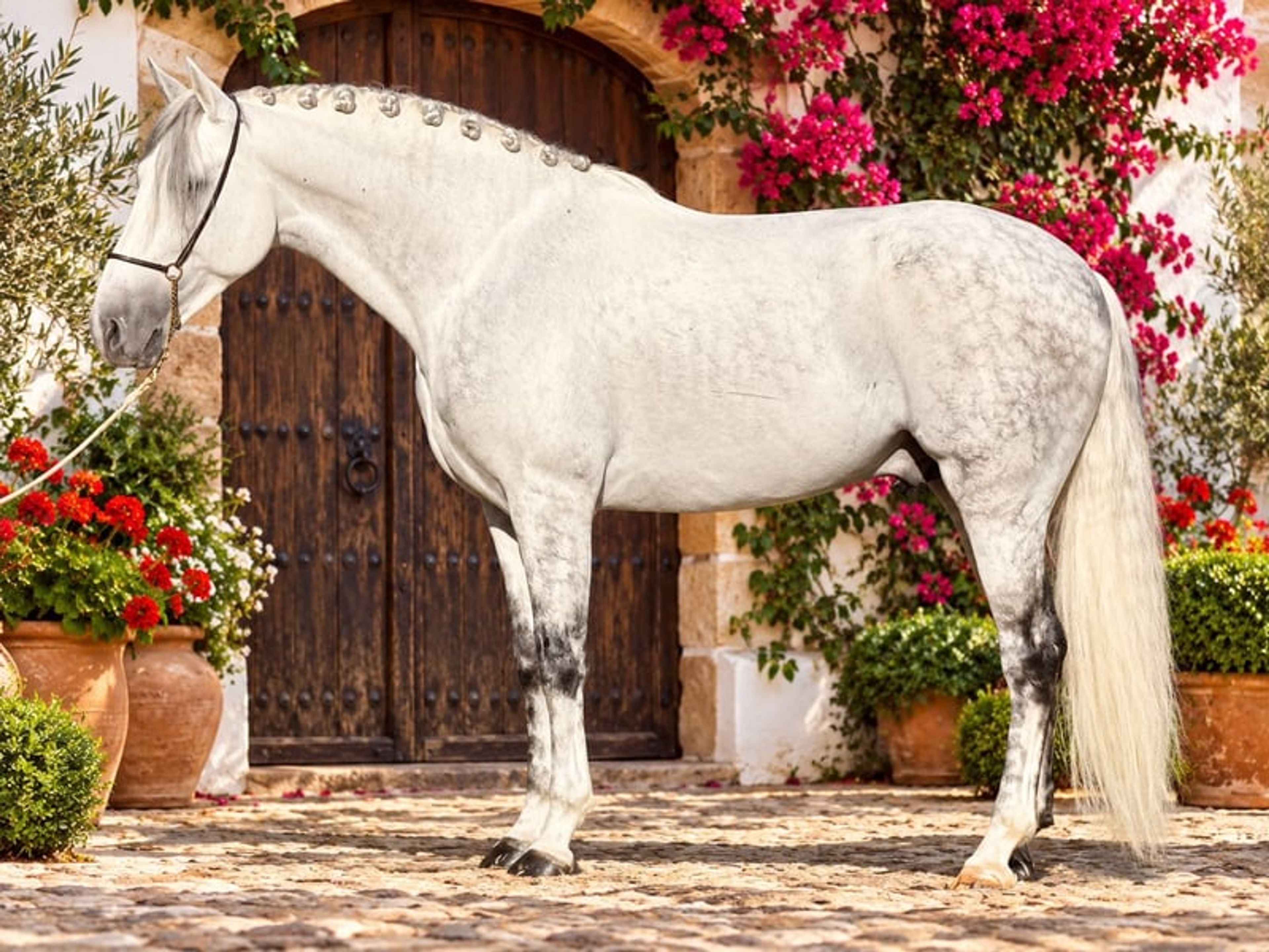 DIVIO HB II: ULTRA-BAROQUE & WELL-BEHAVED PICTURE-PERFECT STALLION