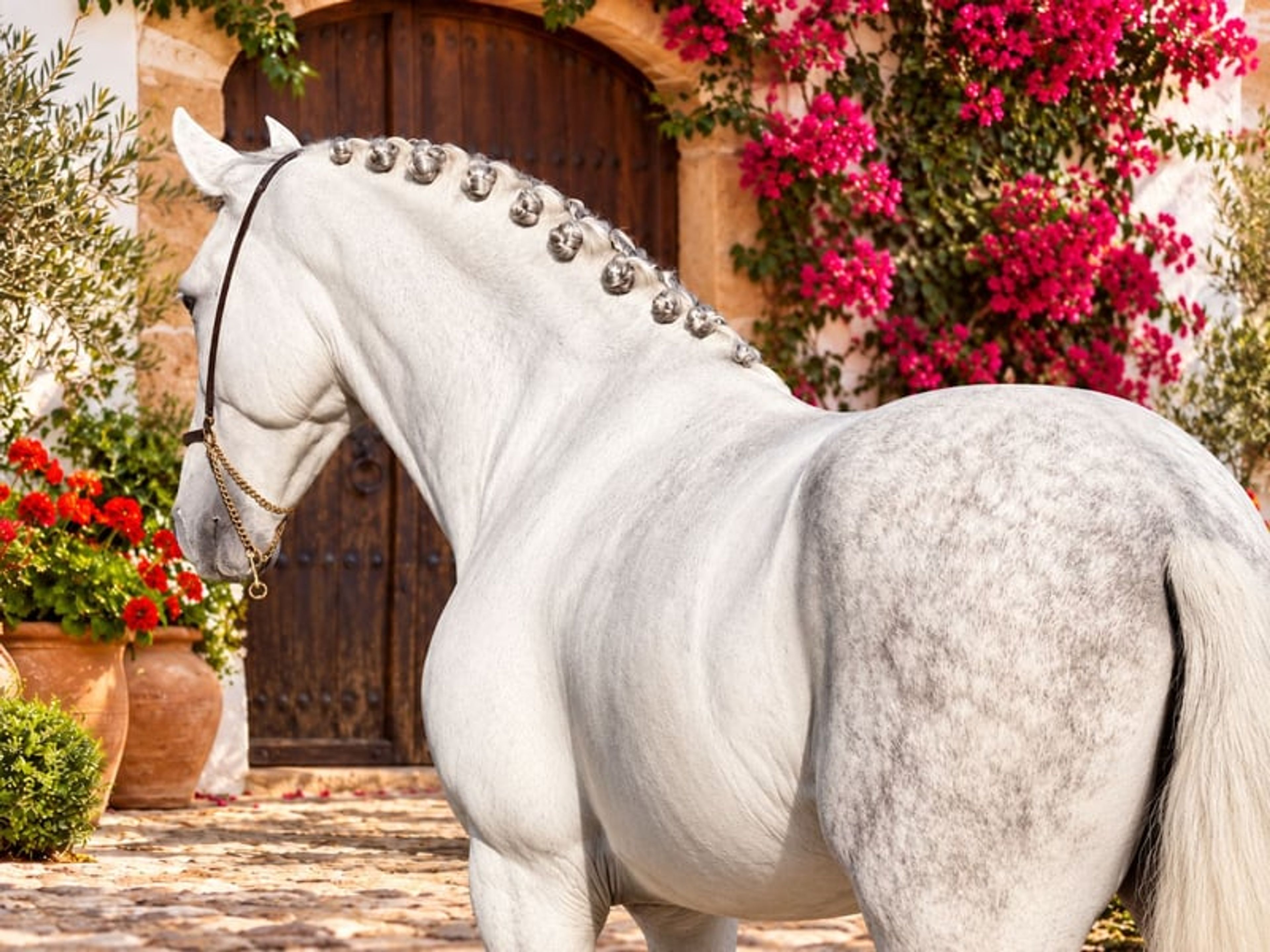 DIVIO HB II: ULTRA-BAROQUE & WELL-BEHAVED PICTURE-PERFECT STALLION - Image 2