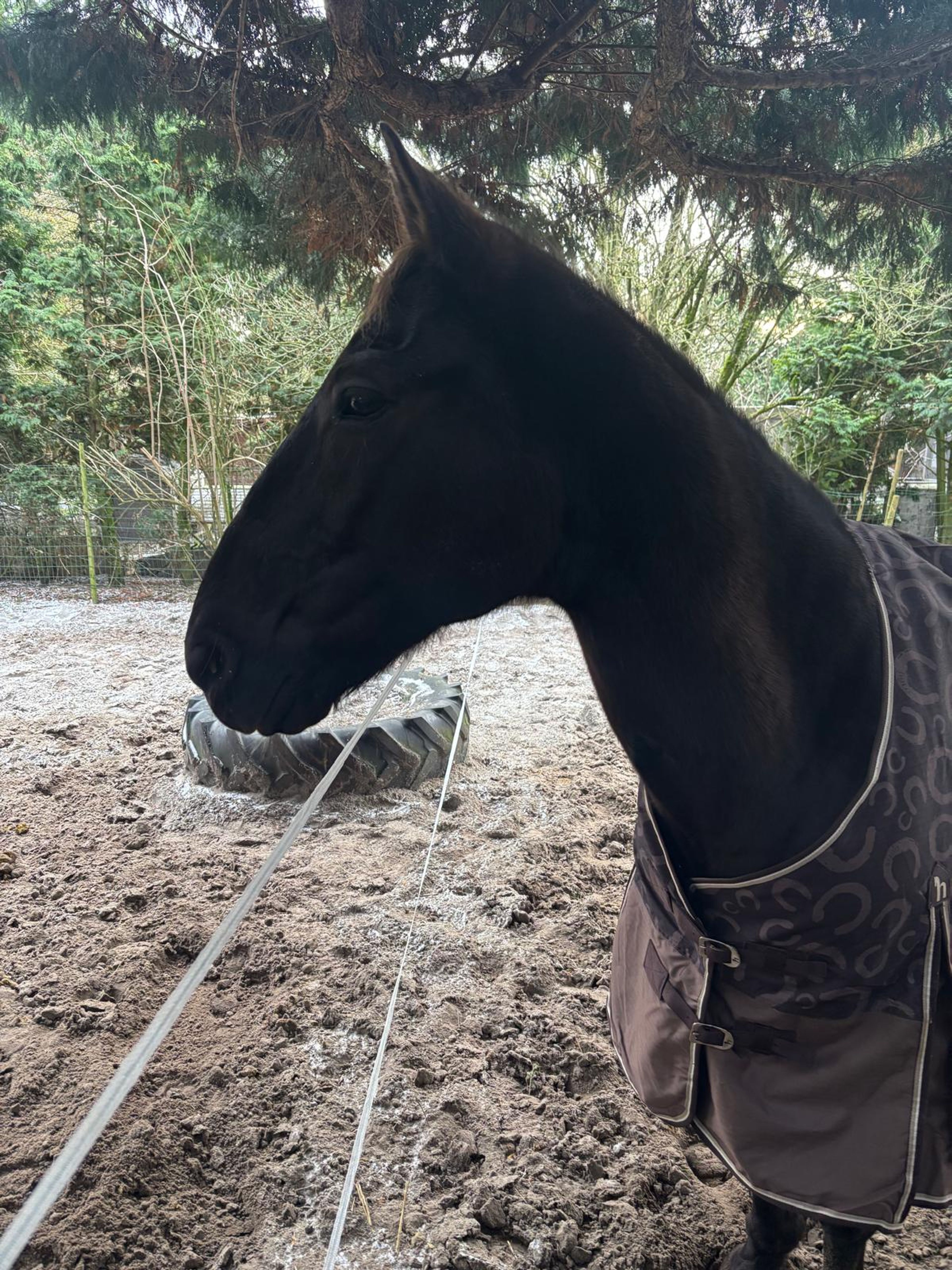 Usher de Nacre - Image 1