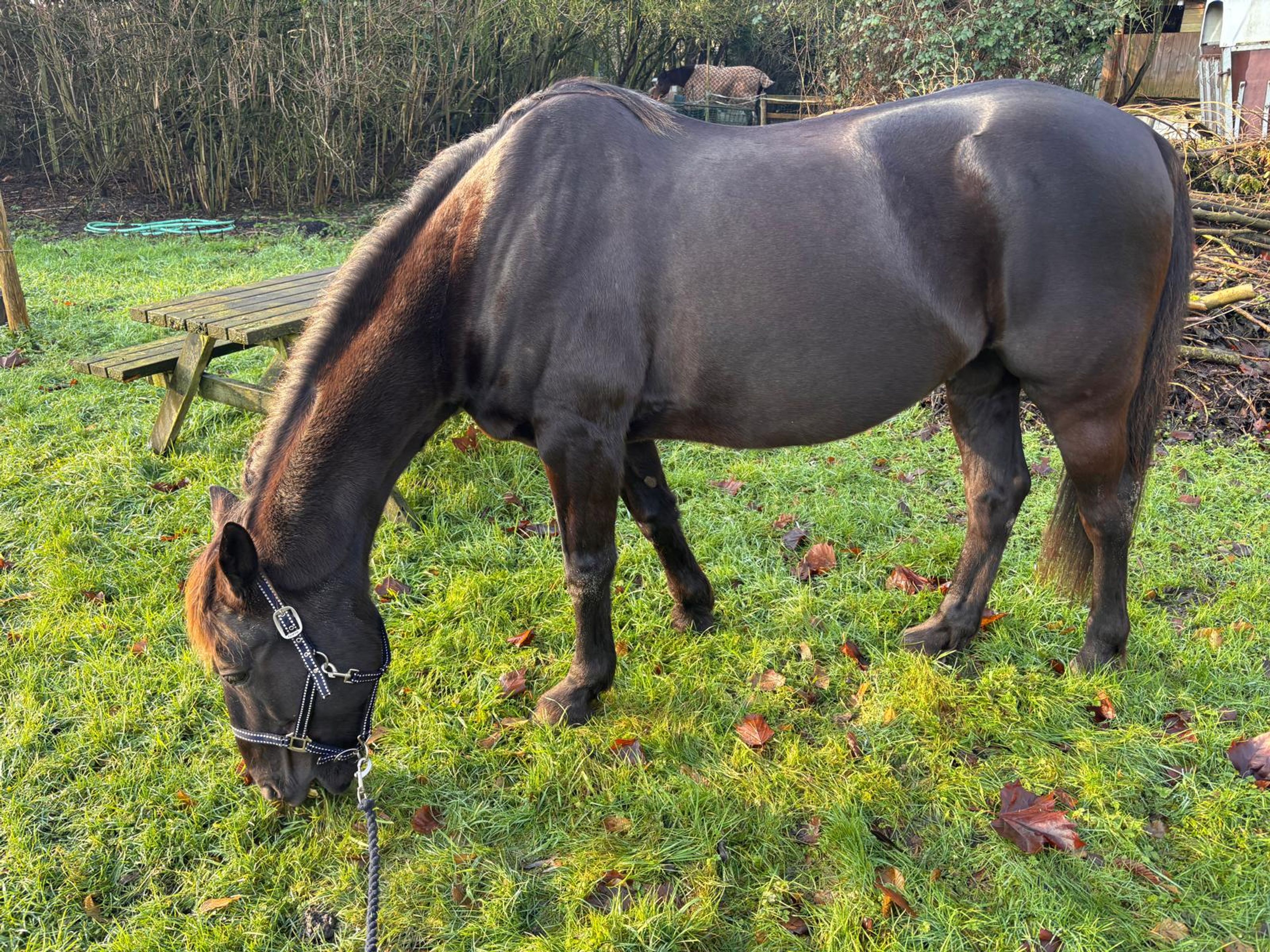 Usher de Nacre - Image 2