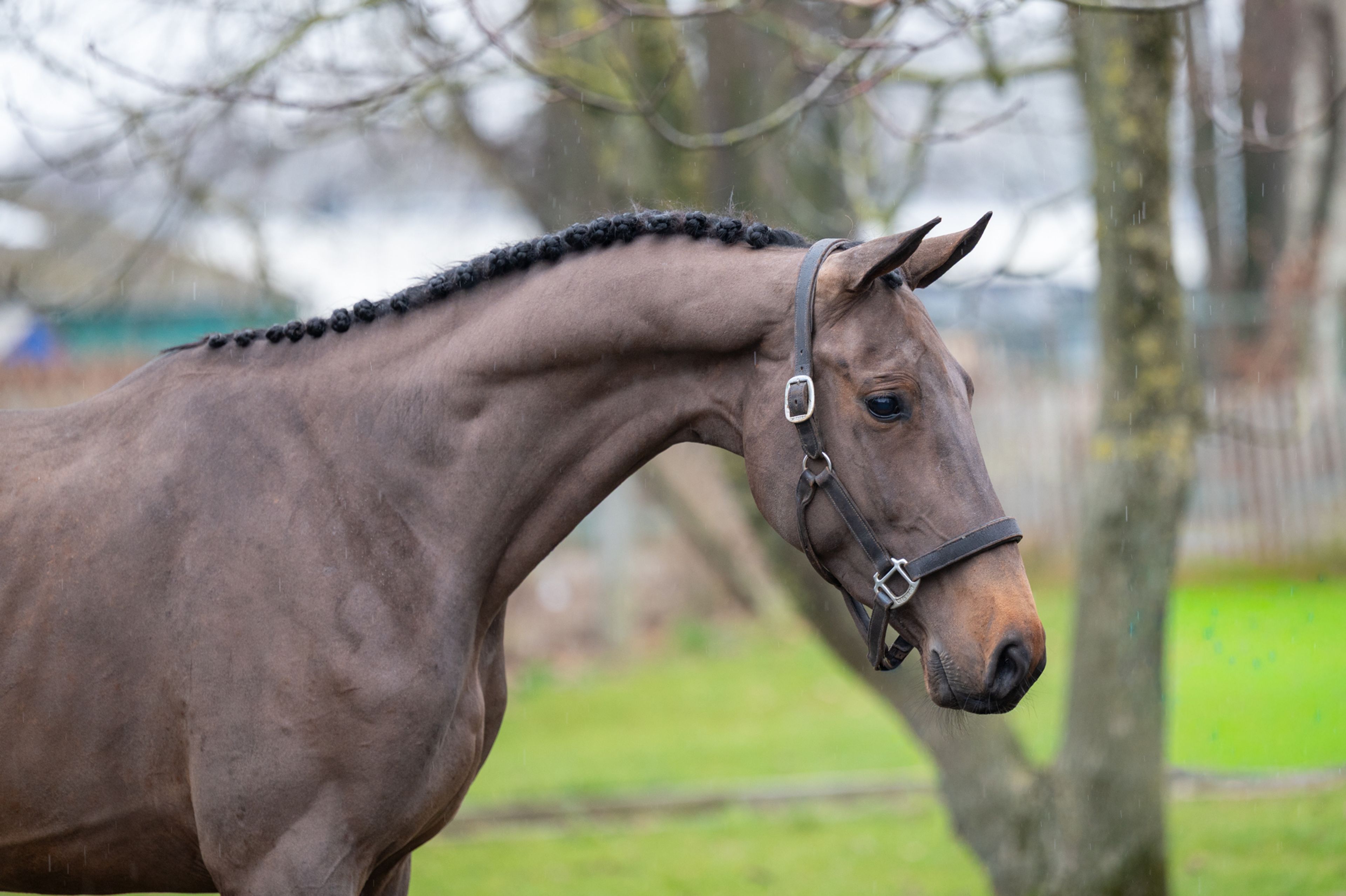 Amazing Quel Homme TH (QUEL HOMME DE HUS x CANTURO) - Image 1