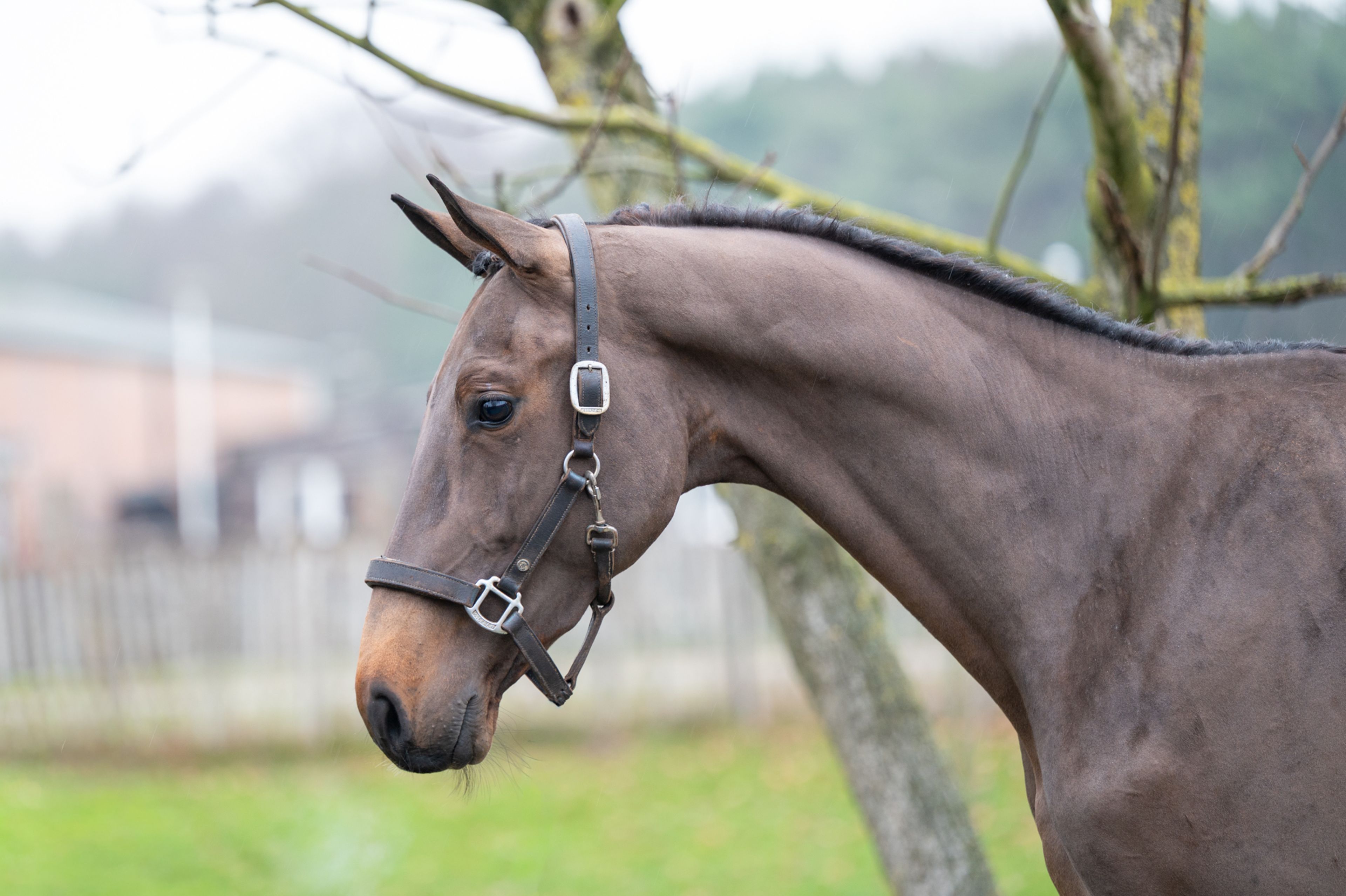 Amazing Quel Homme TH (QUEL HOMME DE HUS x CANTURO) - Image 2