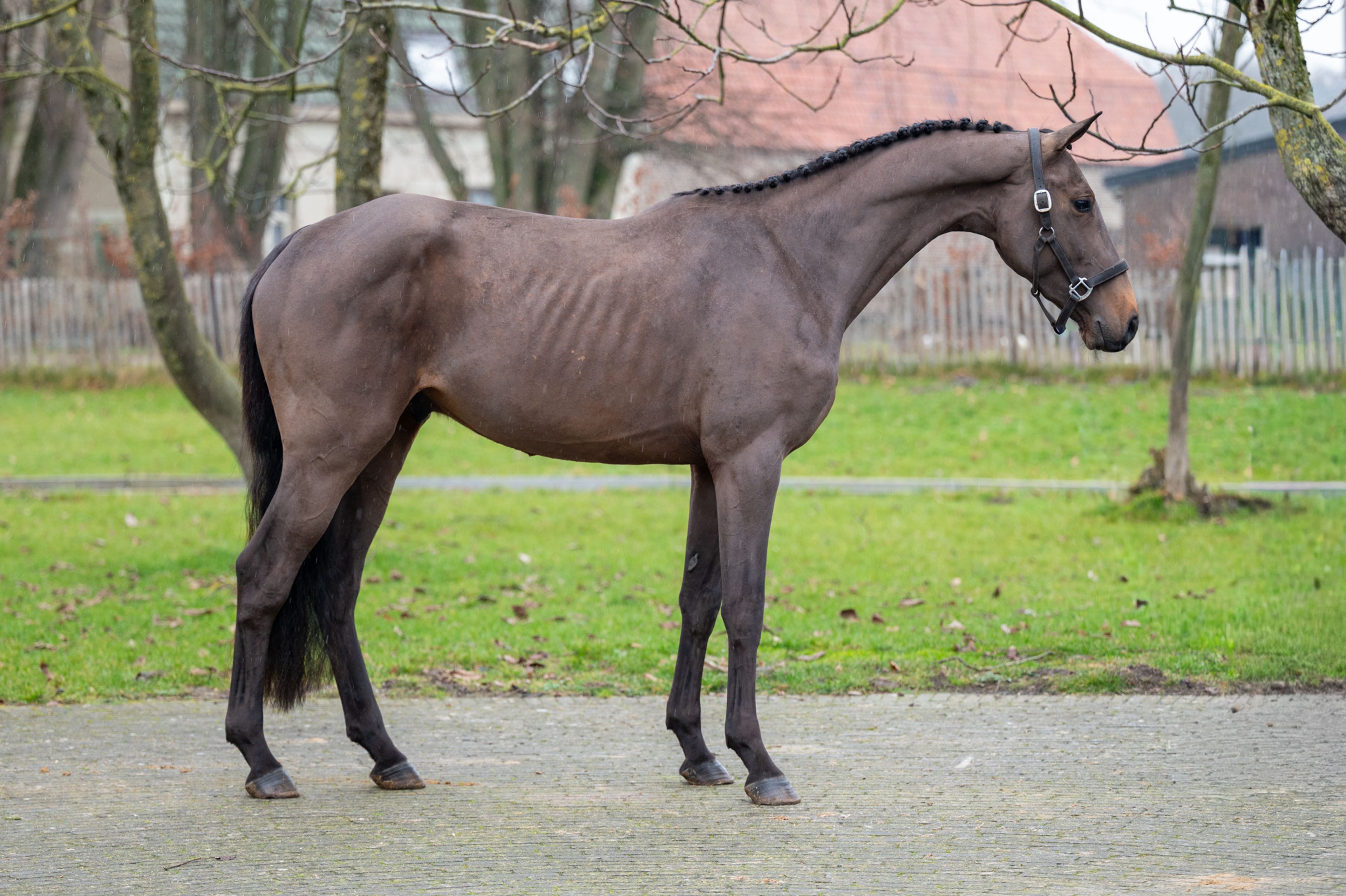 Amazing Quel Homme TH (QUEL HOMME DE HUS x CANTURO) - Image 3