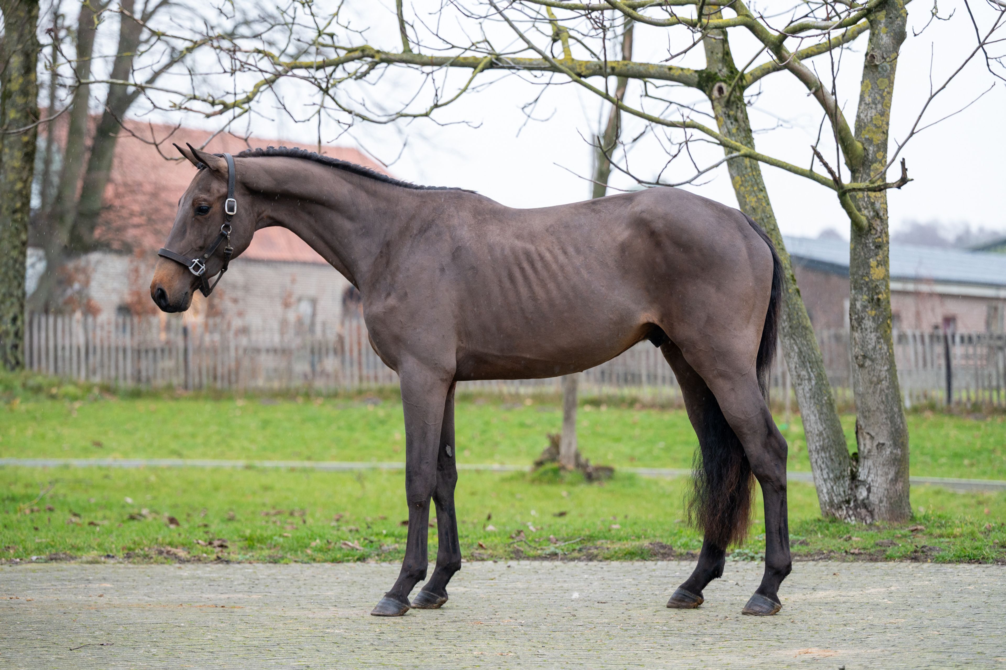 Amazing Quel Homme TH (QUEL HOMME DE HUS x CANTURO) - Image 4