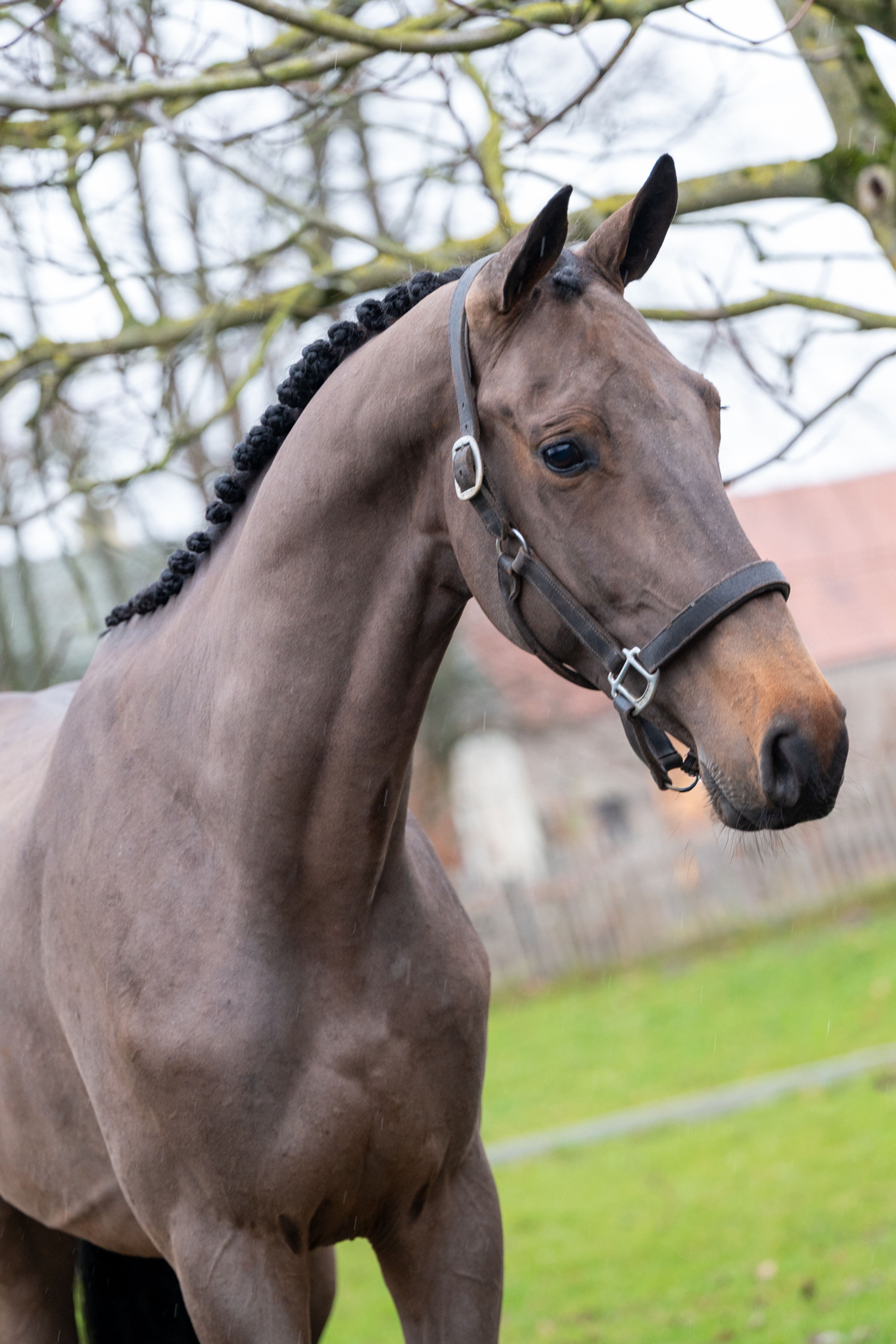 Amazing Quel Homme TH (QUEL HOMME DE HUS x CANTURO) - Image 5