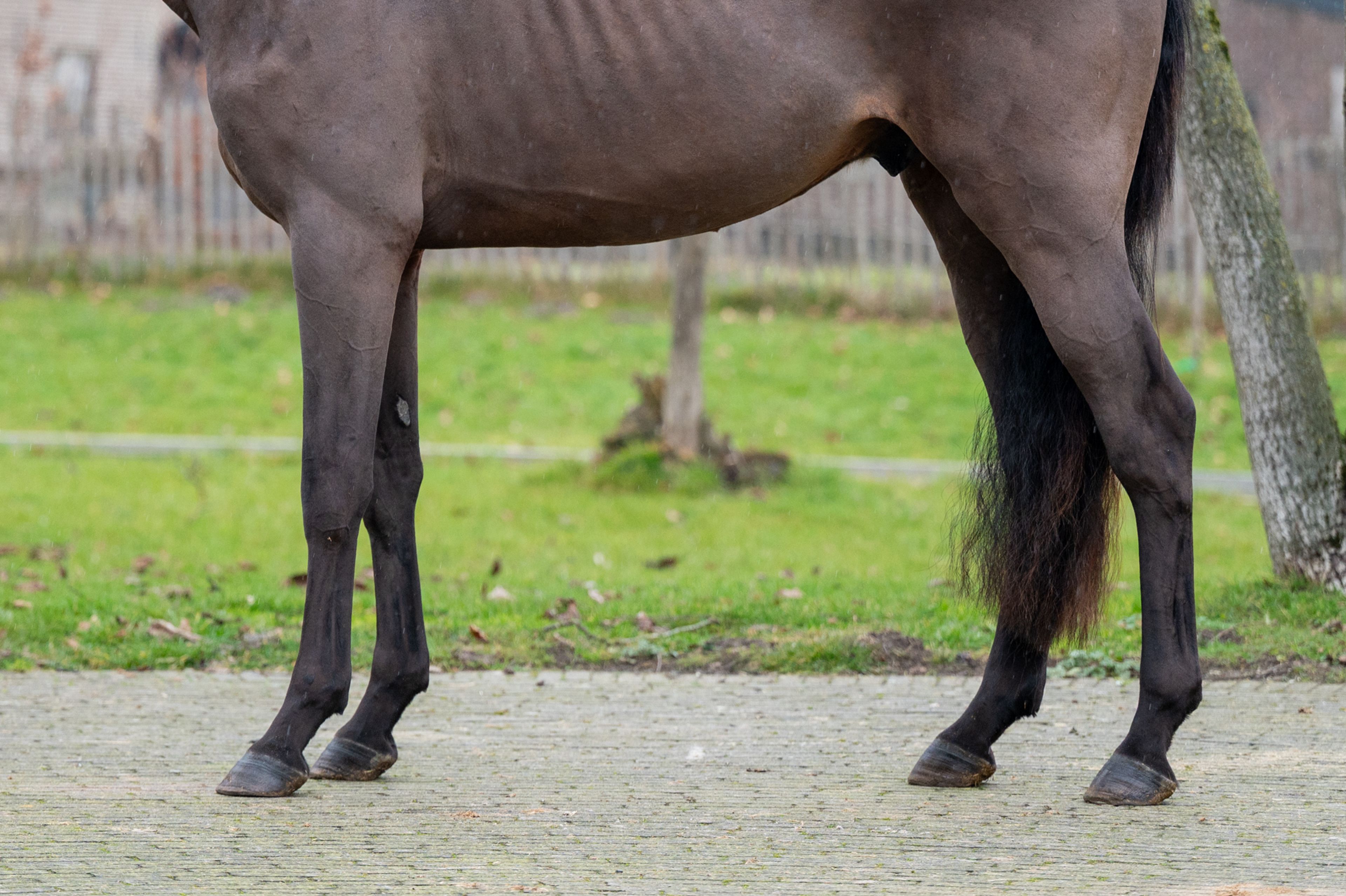 Amazing Quel Homme TH (QUEL HOMME DE HUS x CANTURO) - Image 7